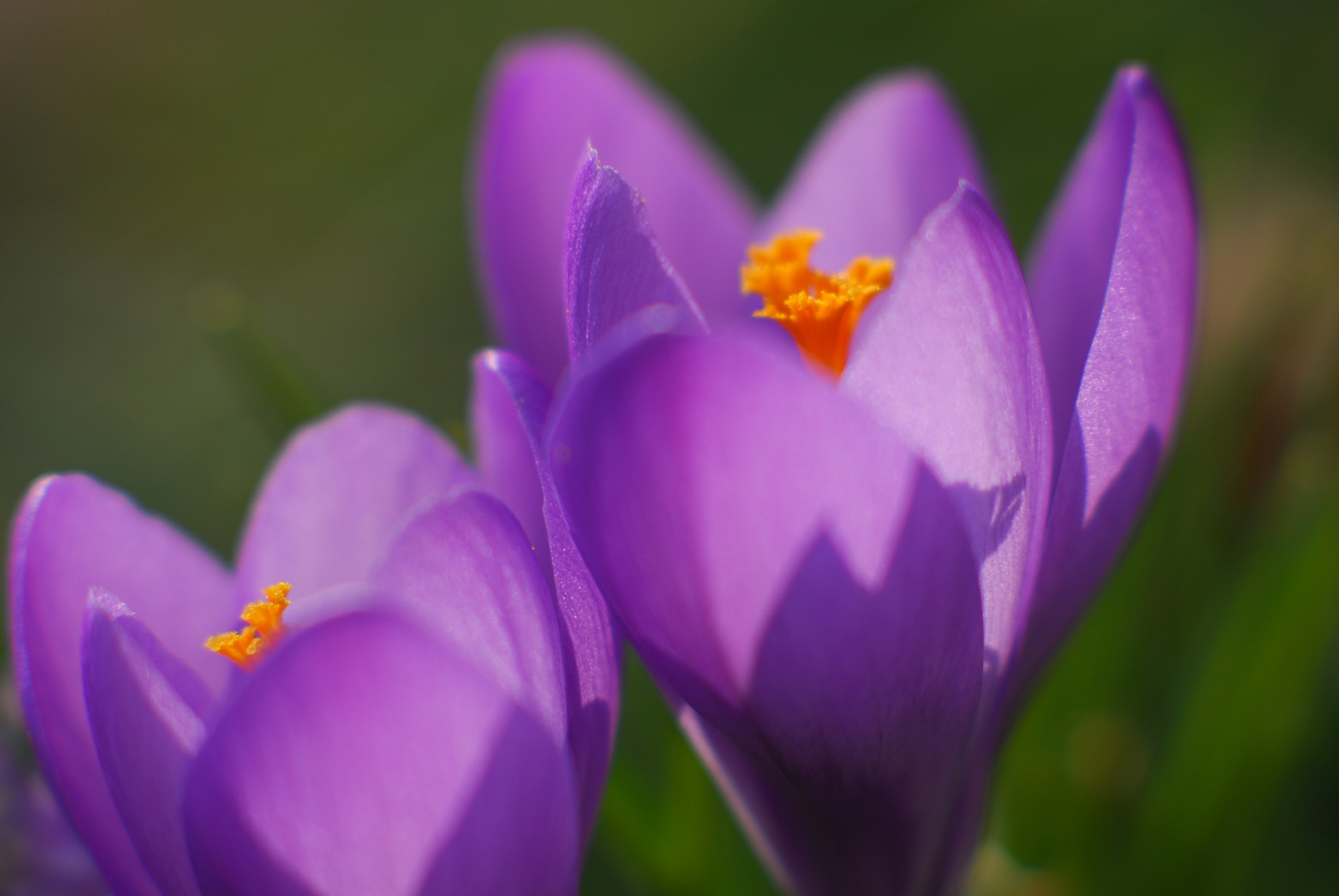 Nikon D200 sample photo. Early spring flowers photography