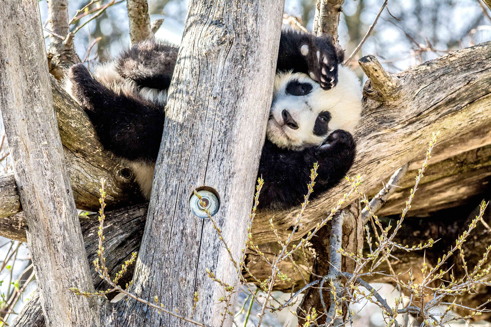 Nikon D7100 sample photo. Fu ban is greeting his fans in spring photography