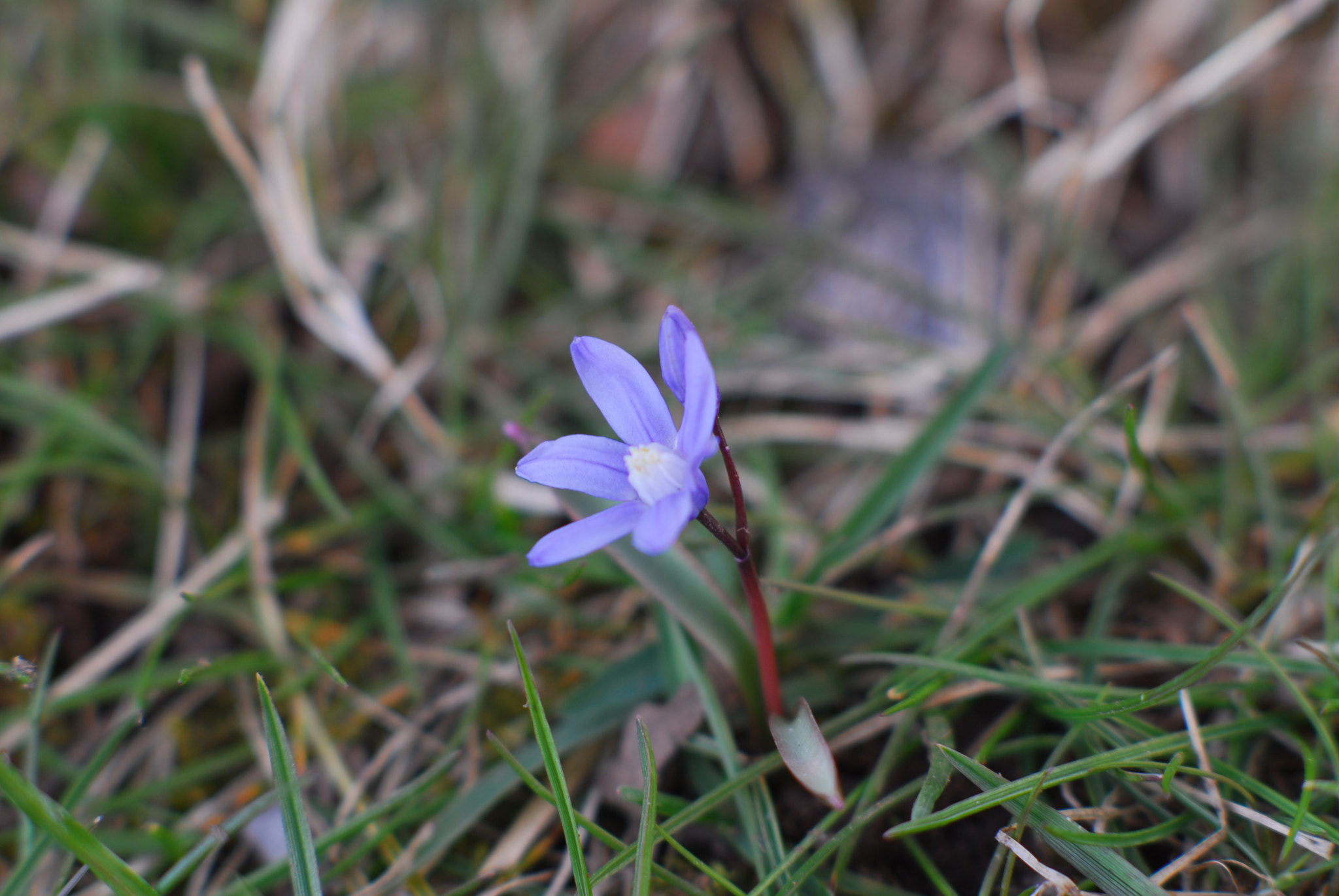 Nikon D200 + Manual Lens No CPU sample photo. Tiny blue flower photography