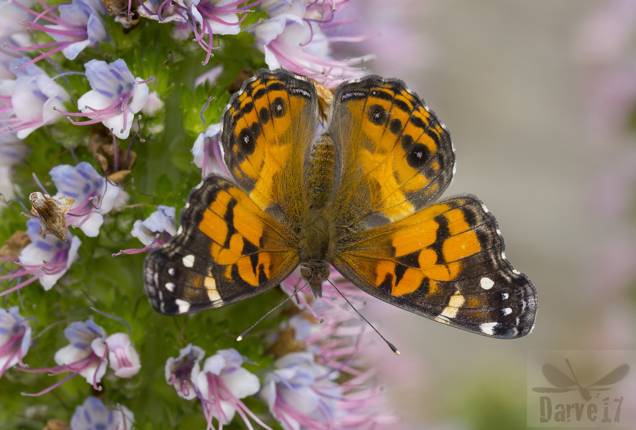 Canon EOS 60D sample photo. American painted  lady - vanessa virginiensis photography