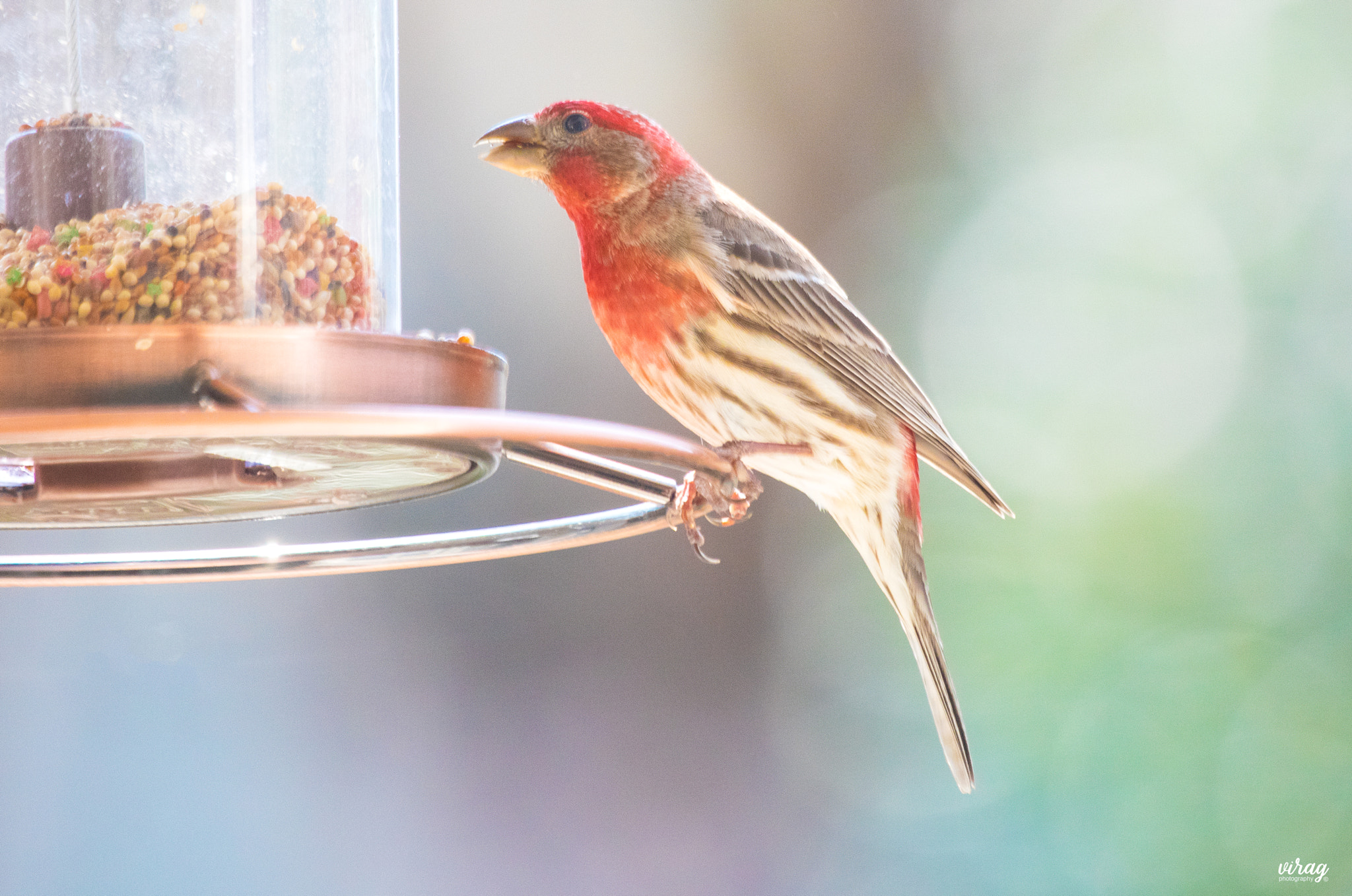 Canon EF 100-400mm F4.5-5.6L IS USM sample photo. House finch (male) photography