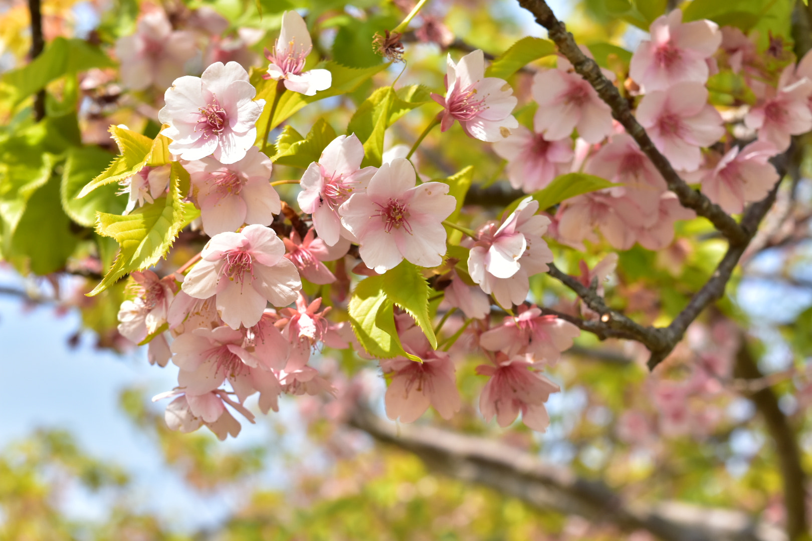 Nikon D7200 sample photo