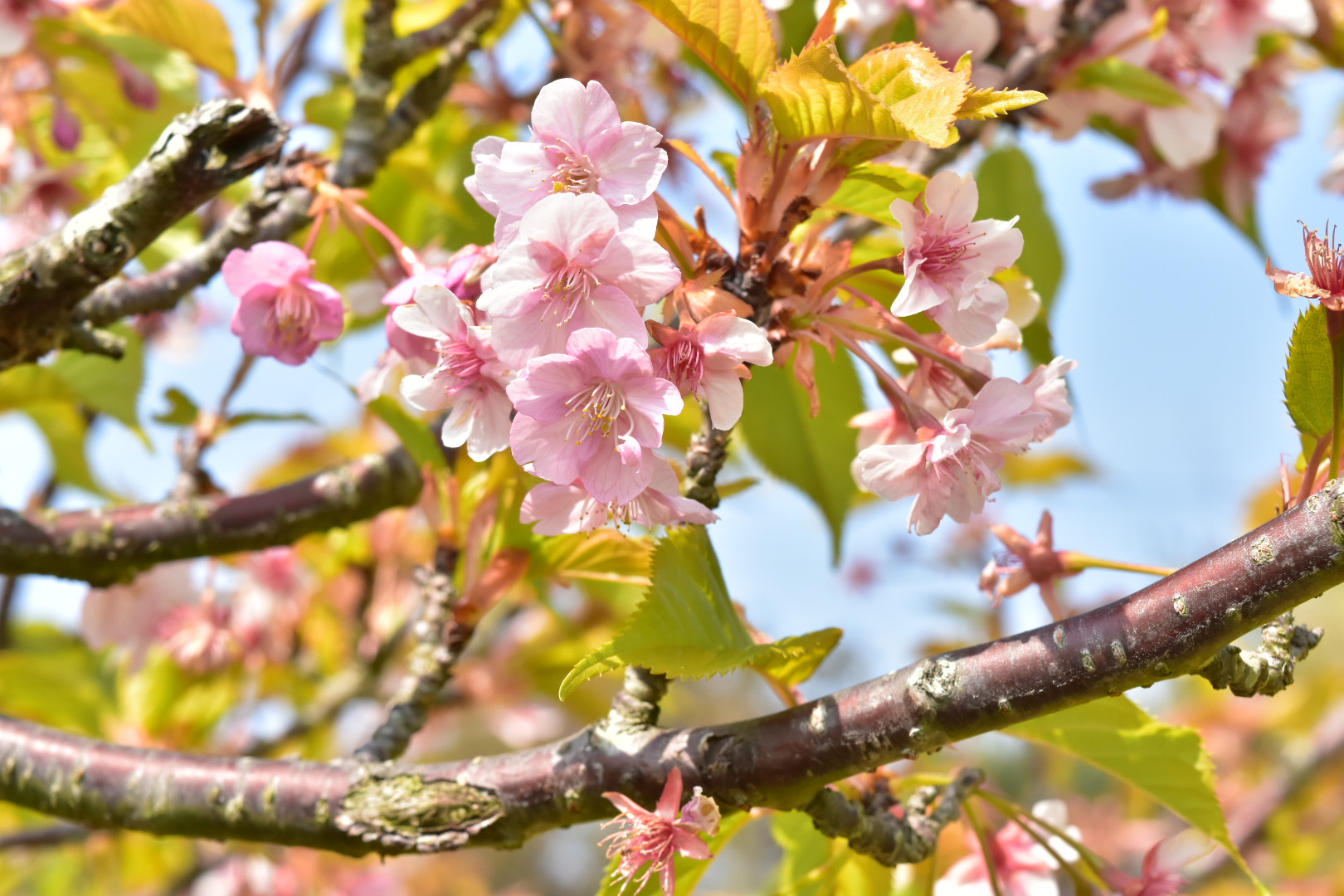 Nikon D7200 sample photo