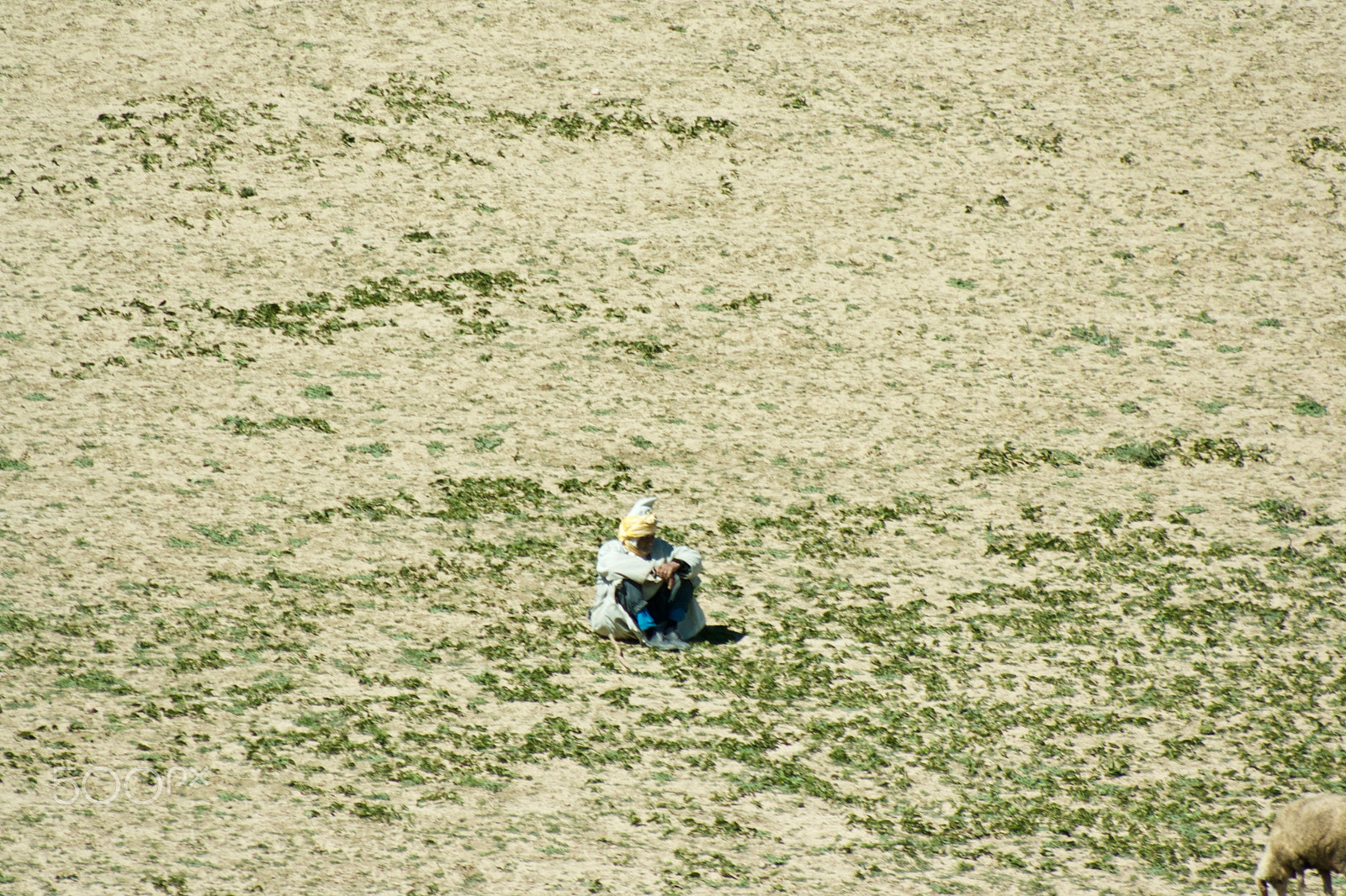 Canon EOS 1000D (EOS Digital Rebel XS / EOS Kiss F) + EF75-300mm f/4-5.6 sample photo. Me, and my sheeps photography