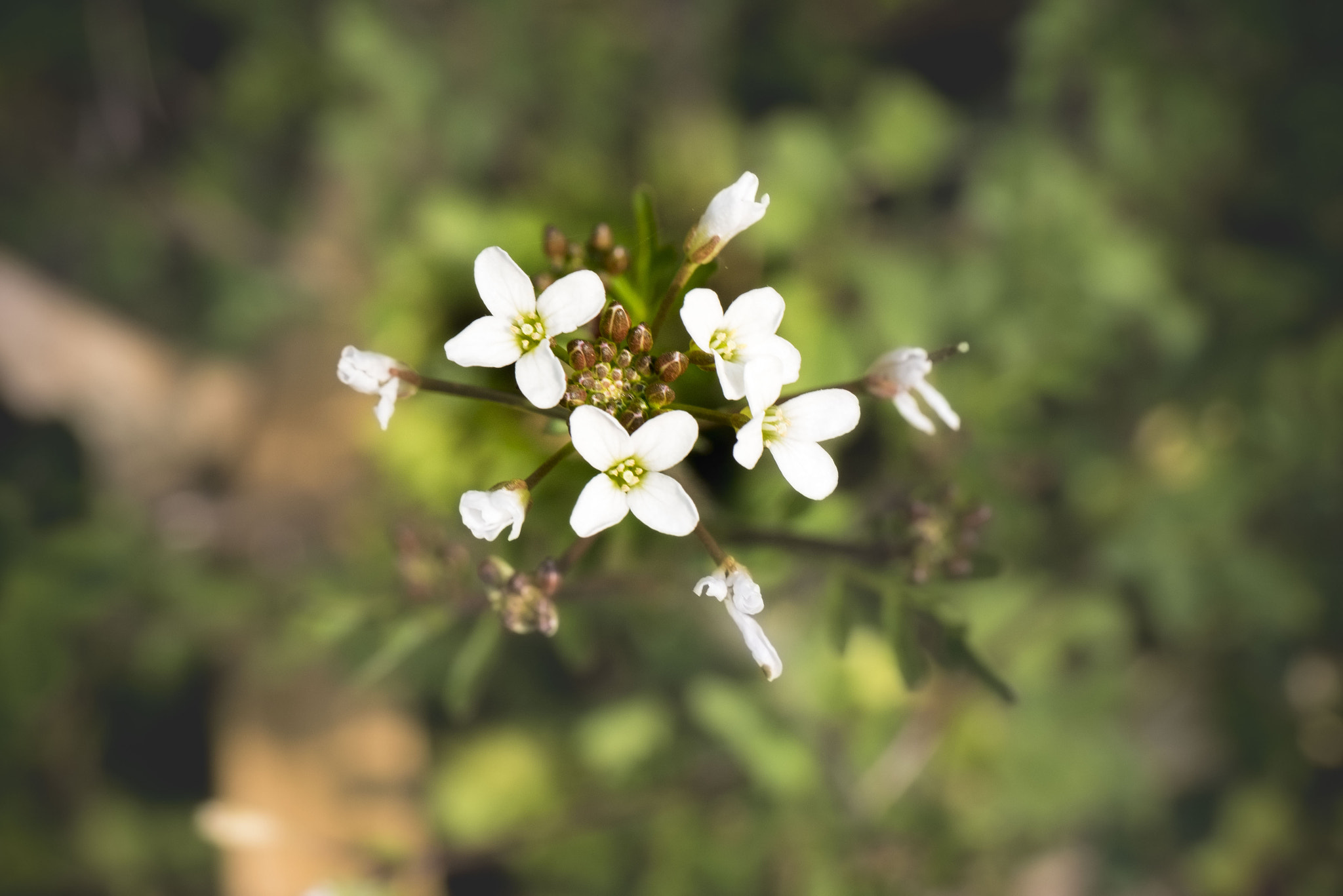 Panasonic Lumix DMC-GM5 sample photo. Small flowers photography