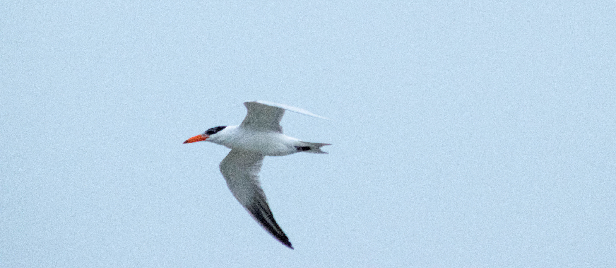 Sigma 70-300mm F4-5.6 APO DG Macro sample photo. Seagull photography