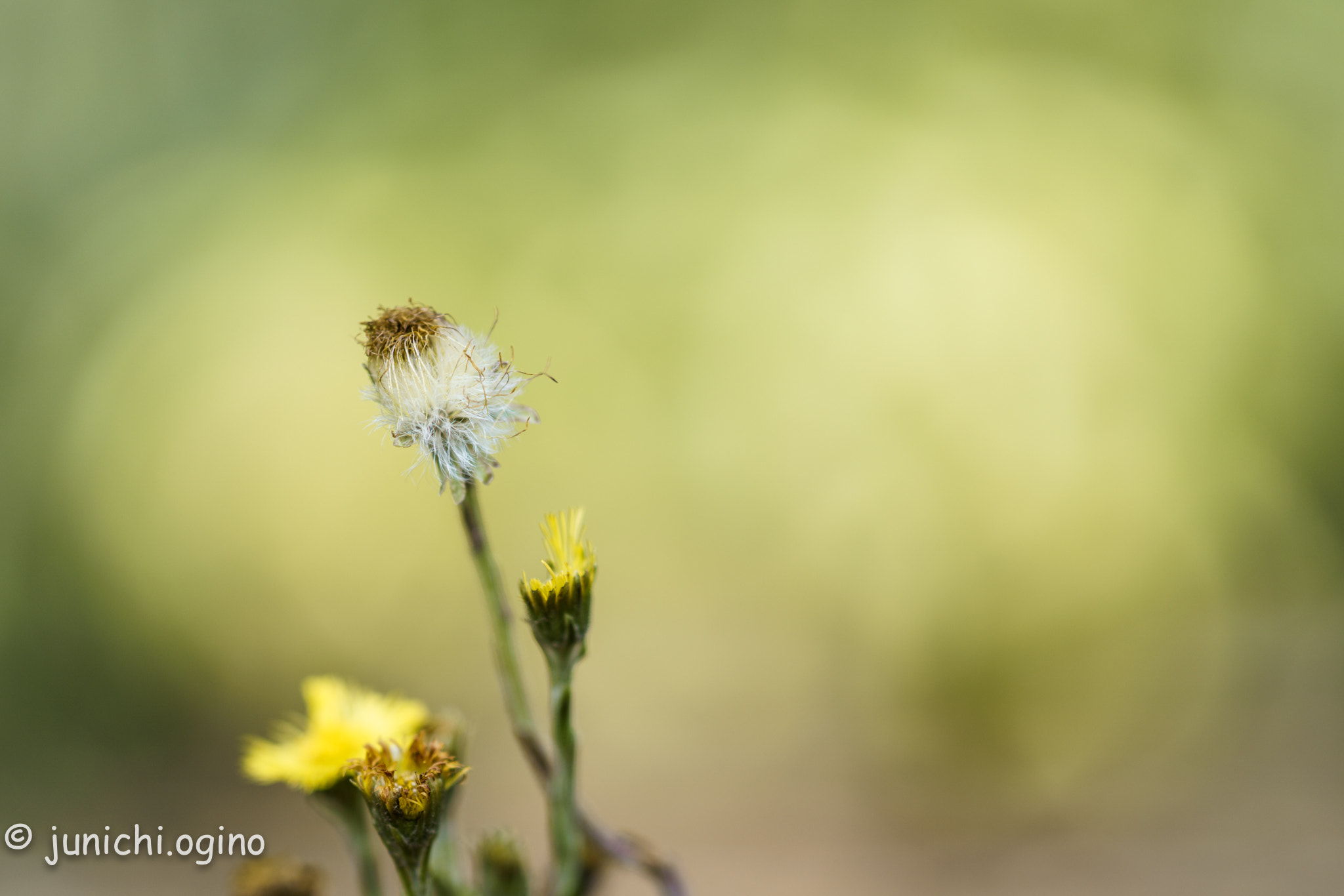 Sony Sonnar T* 135mm F1.8 ZA sample photo. Meet goodbye photography