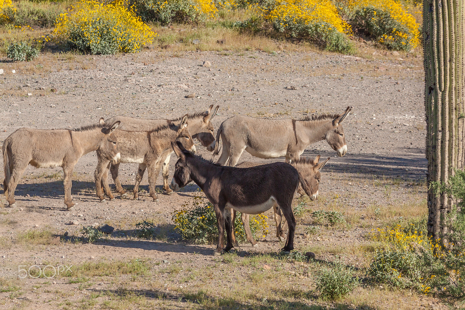 Canon EOS 50D + Canon EF 100-400mm F4.5-5.6L IS USM sample photo. Wild burros photography