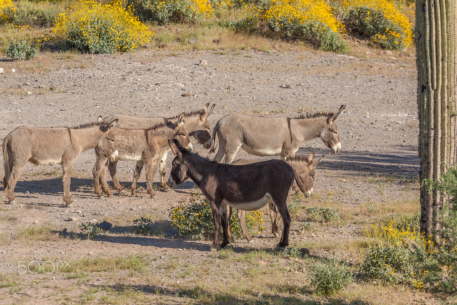 Canon EF 100-400mm F4.5-5.6L IS USM sample photo. Wild burros photography