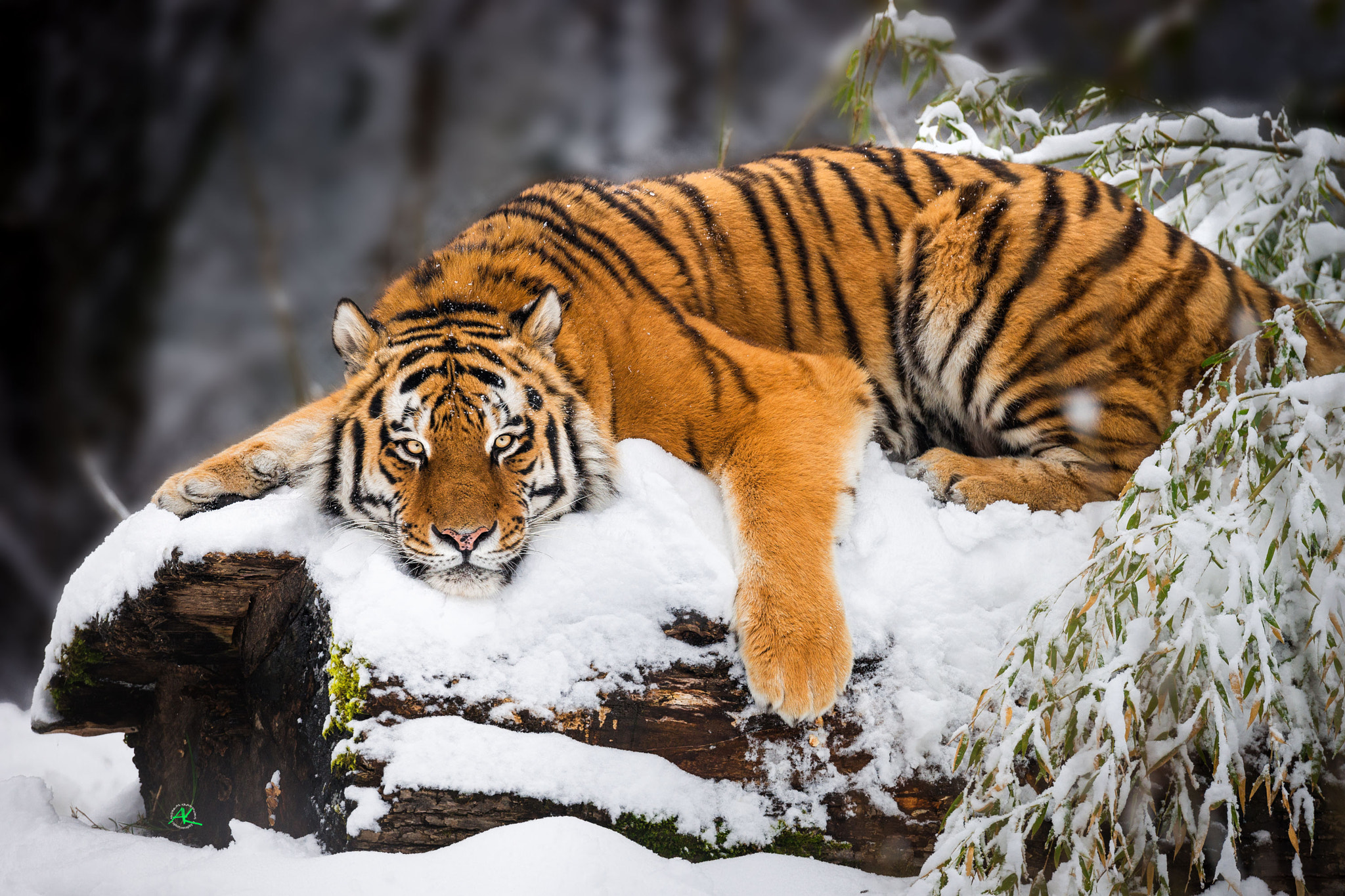 Sony 500mm F4 G SSM sample photo. Siberian tiger relaxing in snow photography