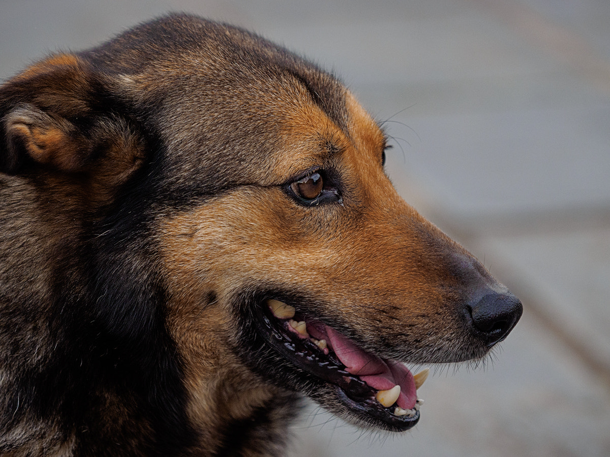 Olympus OM-D E-M1 + Olympus M.Zuiko Digital ED 40-150mm F2.8 Pro sample photo. Lassie photography