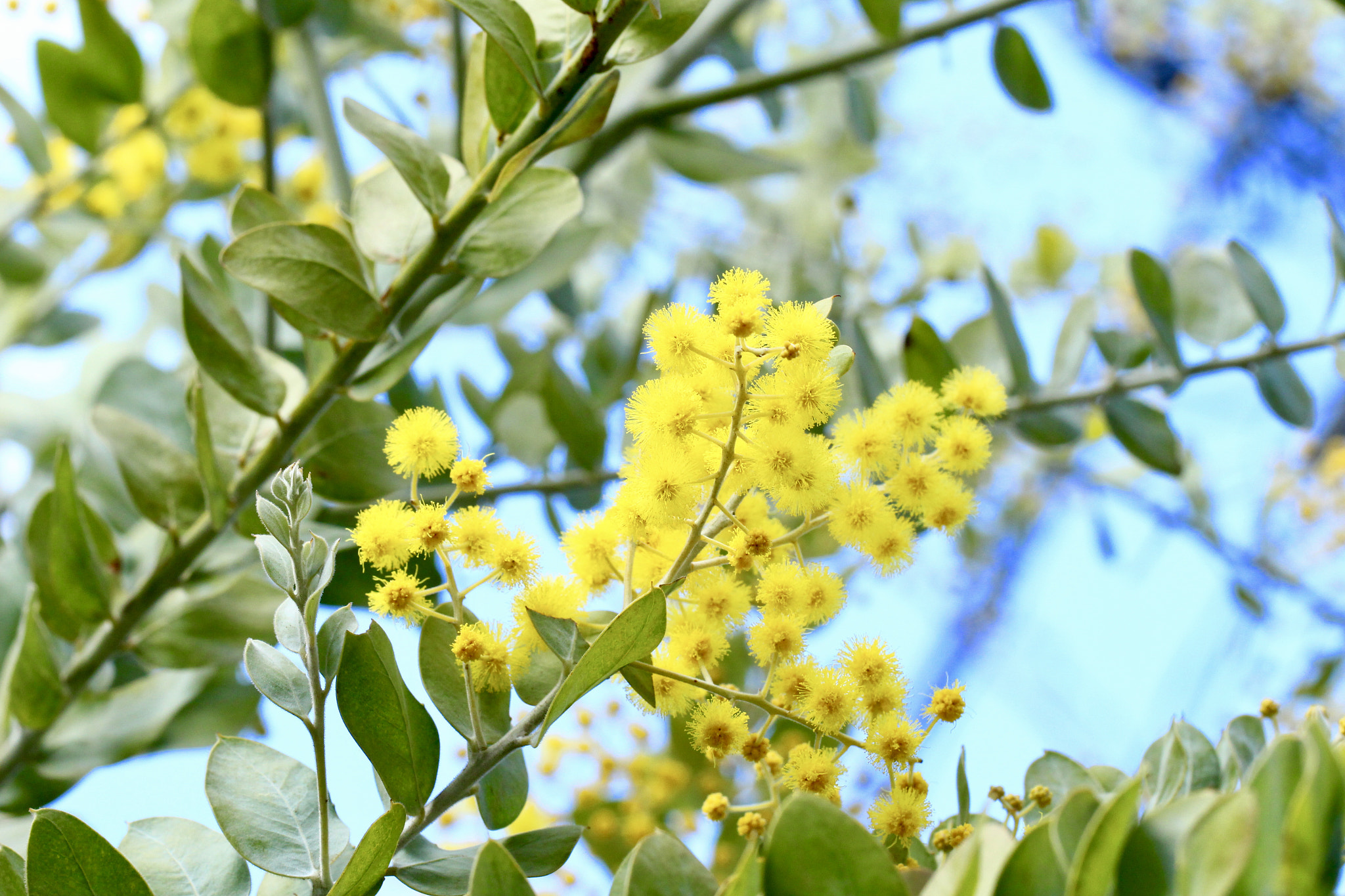 Canon EOS 700D (EOS Rebel T5i / EOS Kiss X7i) sample photo. Mimosa: good weather for a walk photography
