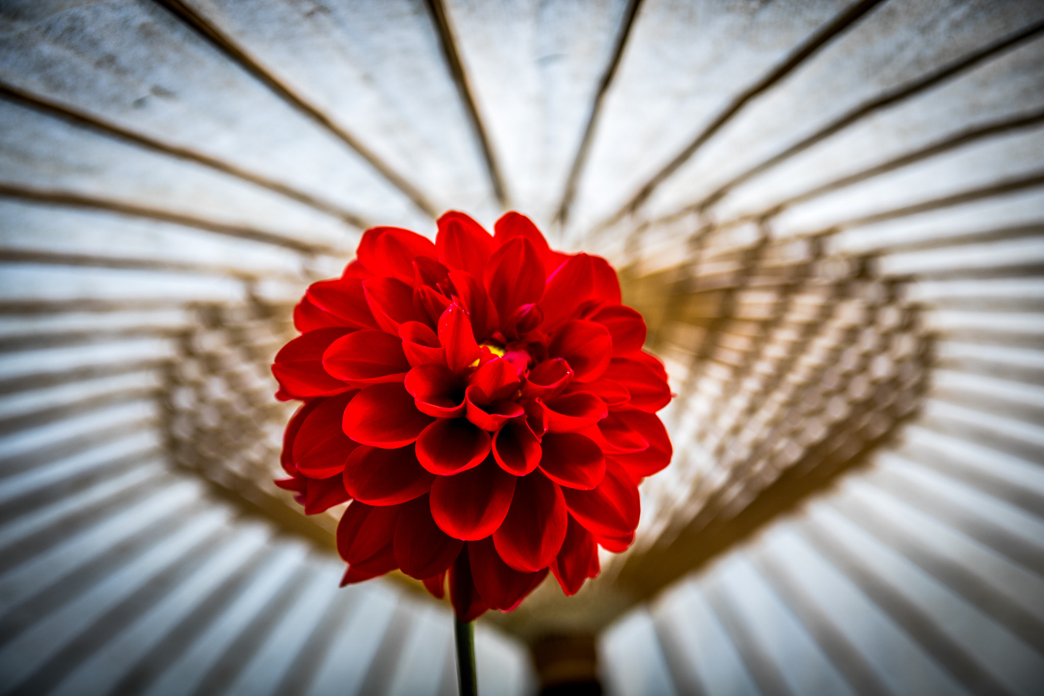 Canon EOS 760D (EOS Rebel T6s / EOS 8000D) + Canon EF-S 17-55mm F2.8 IS USM sample photo. Tokyo - ueno park - red dahlia photography