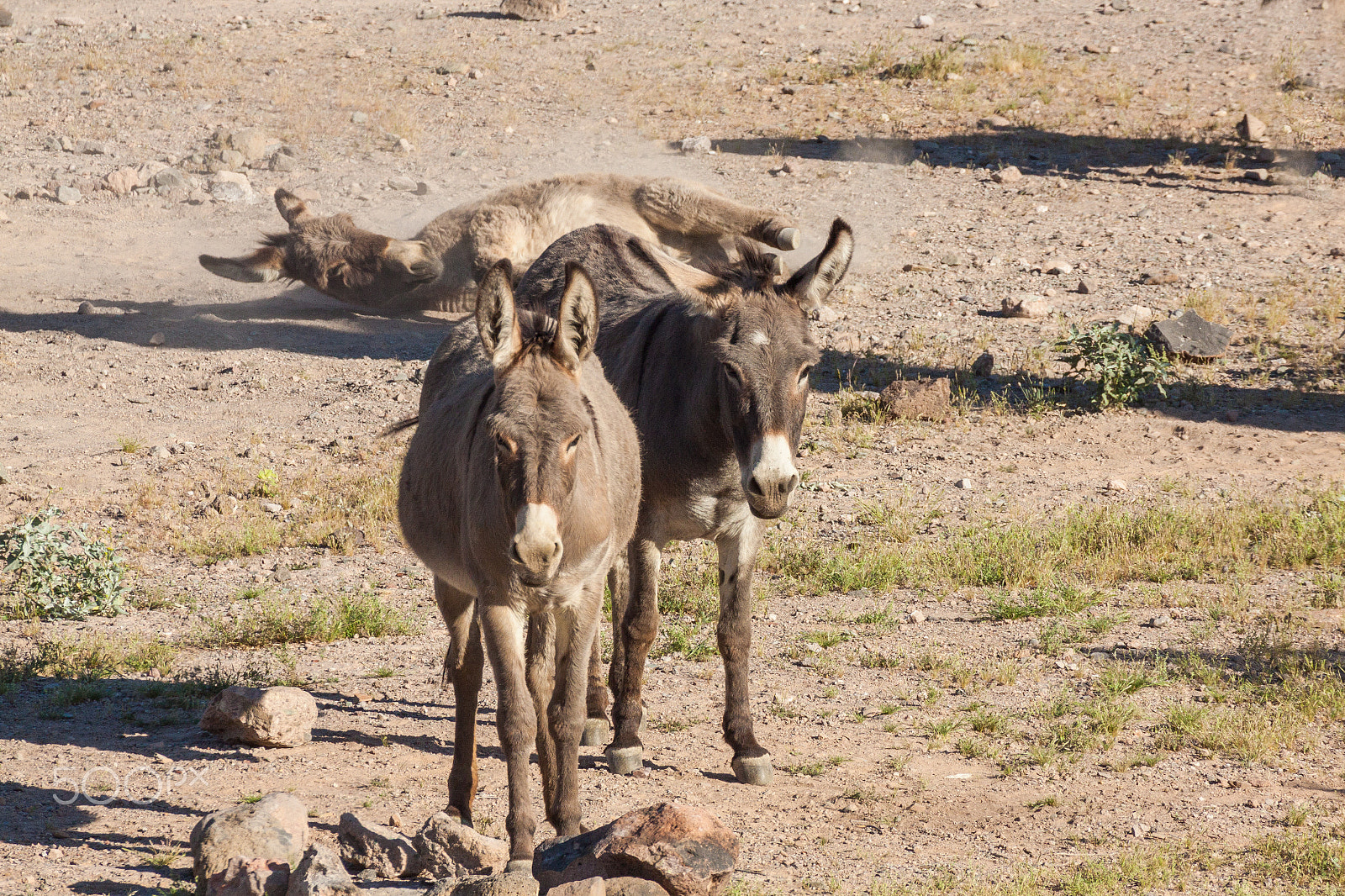 Canon EOS 50D + Canon EF 100-400mm F4.5-5.6L IS USM sample photo. Wild burros in the desert photography
