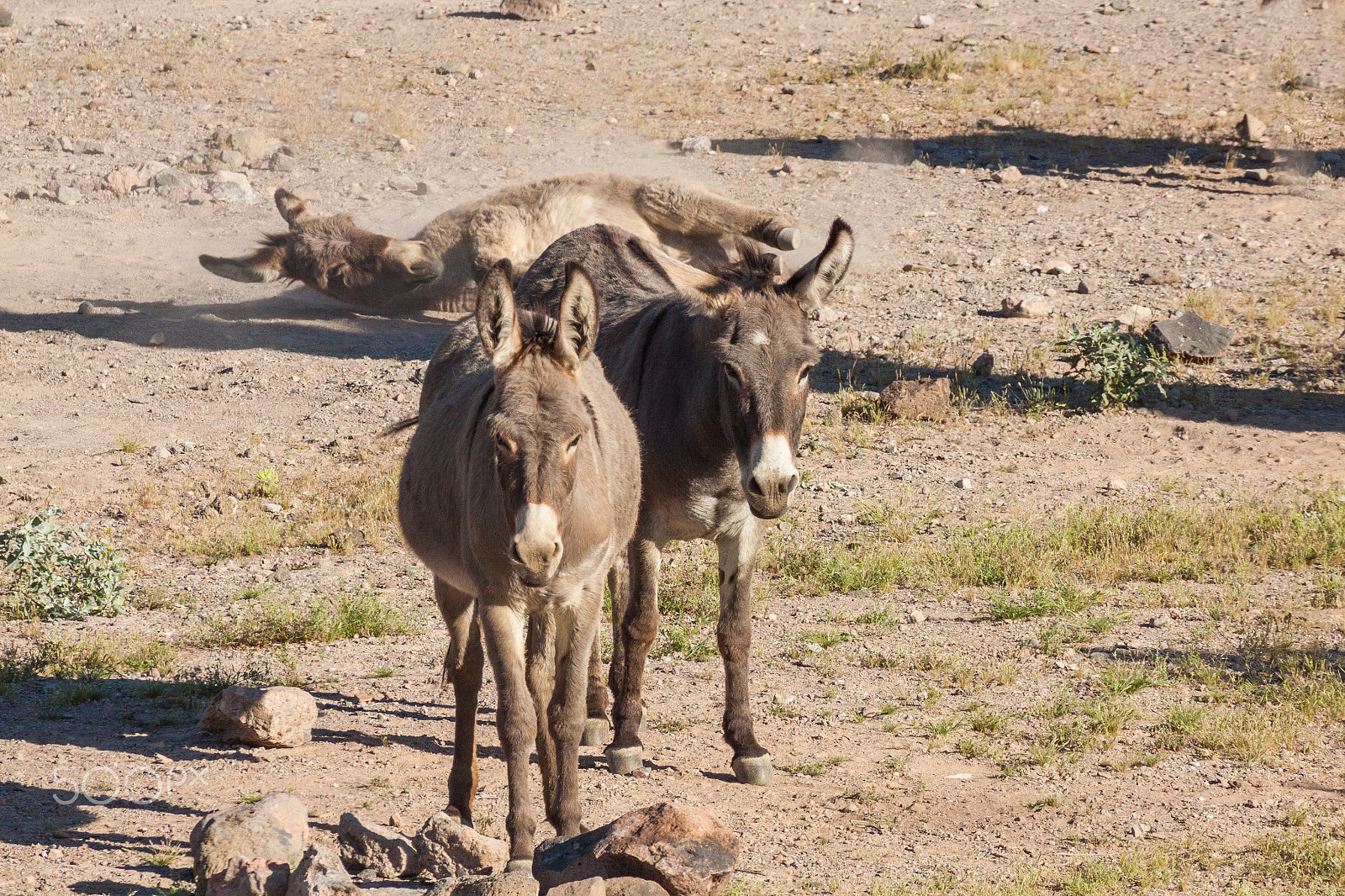 Canon EF 100-400mm F4.5-5.6L IS USM sample photo. Wild burros in the desert photography
