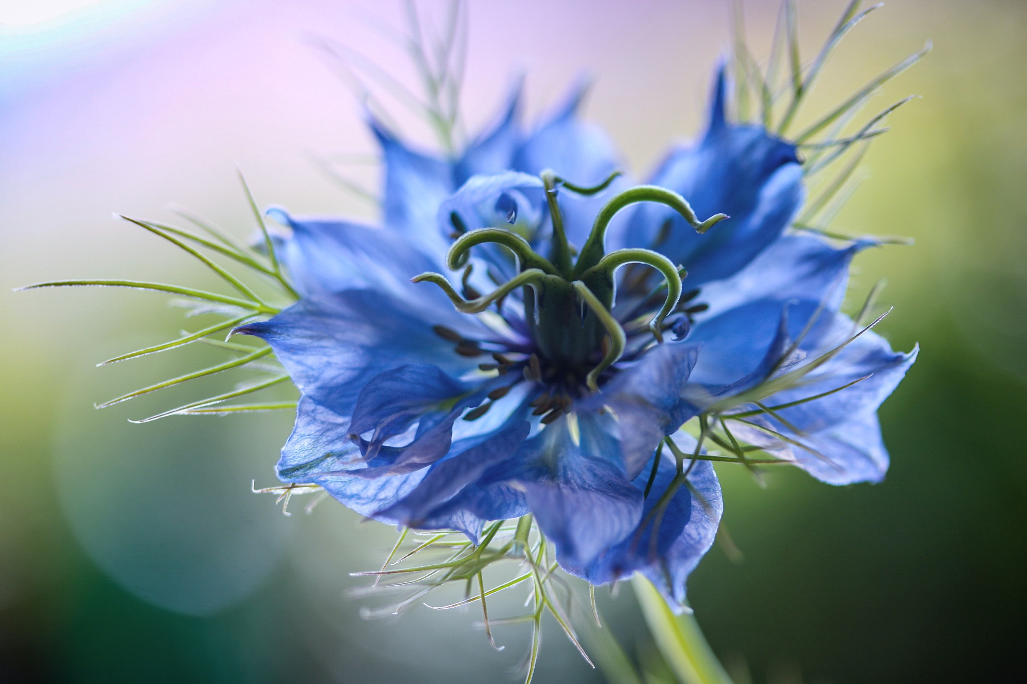 Canon EOS 760D (EOS Rebel T6s / EOS 8000D) + Canon EF-S 60mm F2.8 Macro USM sample photo. Love in a mist photography