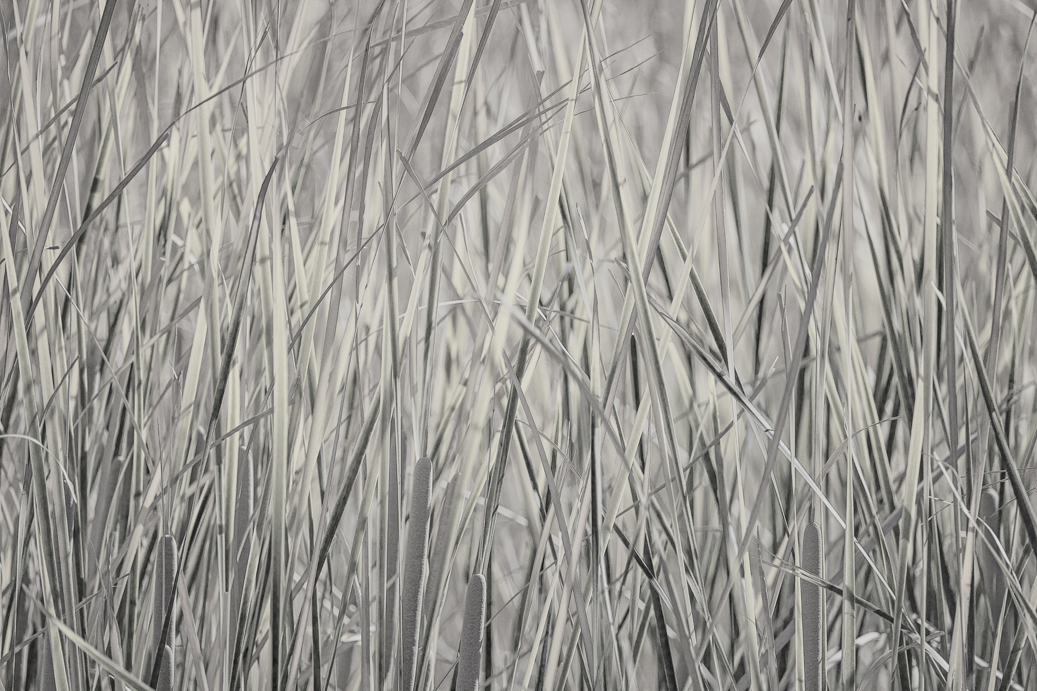 Canon EOS 5D Mark II + Canon EF 100-400mm F4.5-5.6L IS USM sample photo. Grass photography