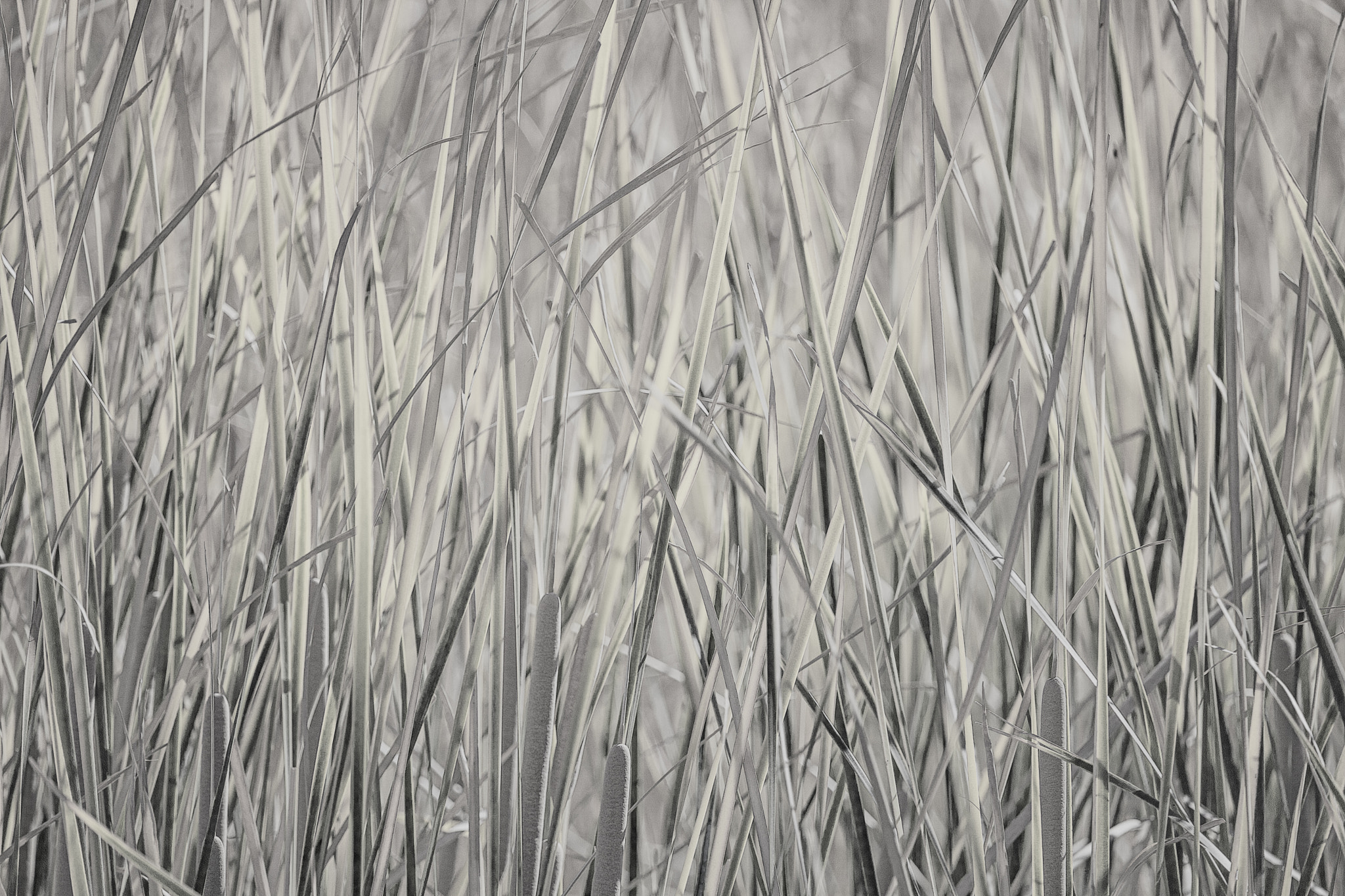 Canon EF 100-400mm F4.5-5.6L IS USM sample photo. Grass photography