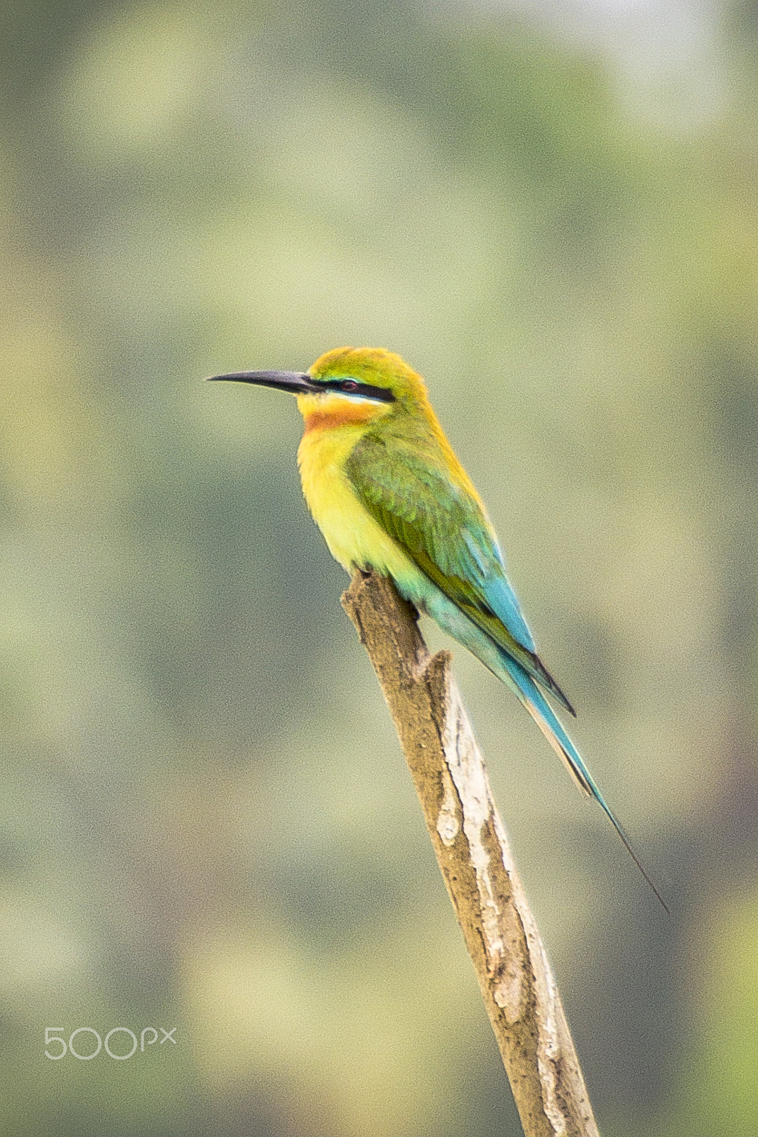 Canon EOS 60D + Tamron SP 35mm F1.8 Di VC USD sample photo. Rainbow bee eater -indian photography