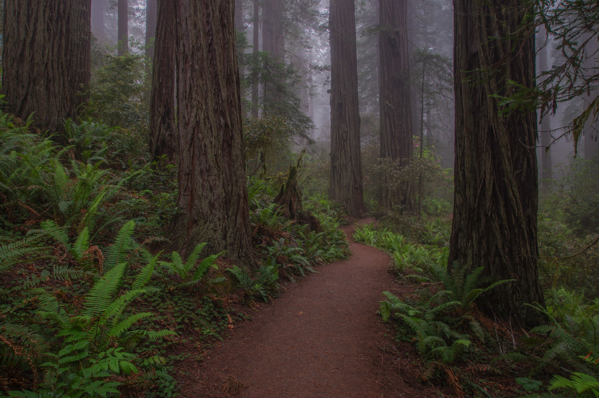 Pentax K-3 sample photo. Redwood national park photography