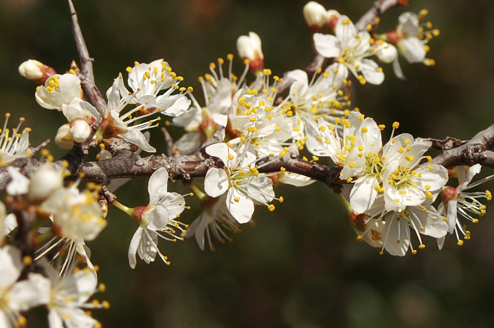 KONICA MINOLTA DYNAX 7D sample photo. Spring flowers... photography