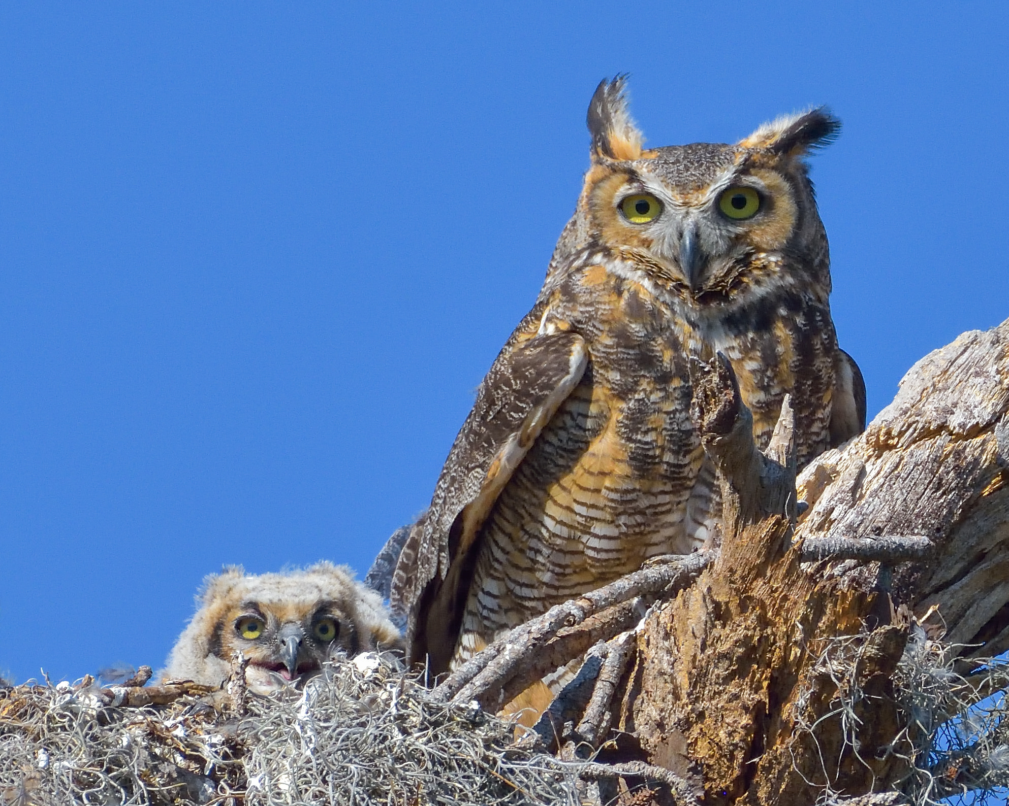 Nikon AF-S Nikkor 200-500mm F5.6E ED VR sample photo. Great horned owls photography