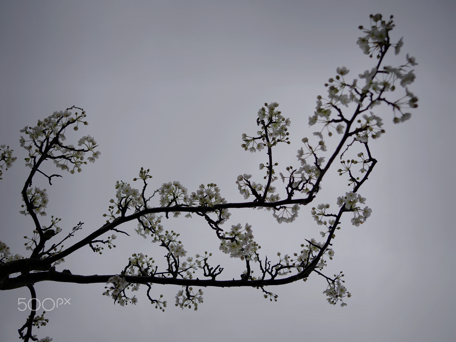 Pentax 645Z + smc PENTAX-FA 645 33-55mm F4.5 AL sample photo. Pear flower a spring rain photography