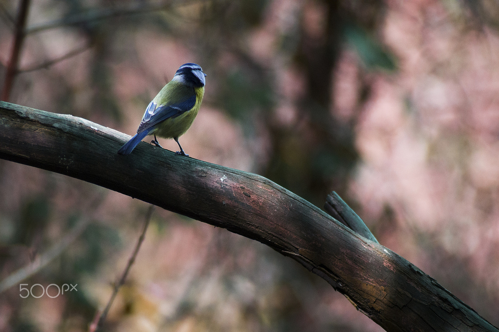 Nikon D3200 sample photo. Blue tit photography