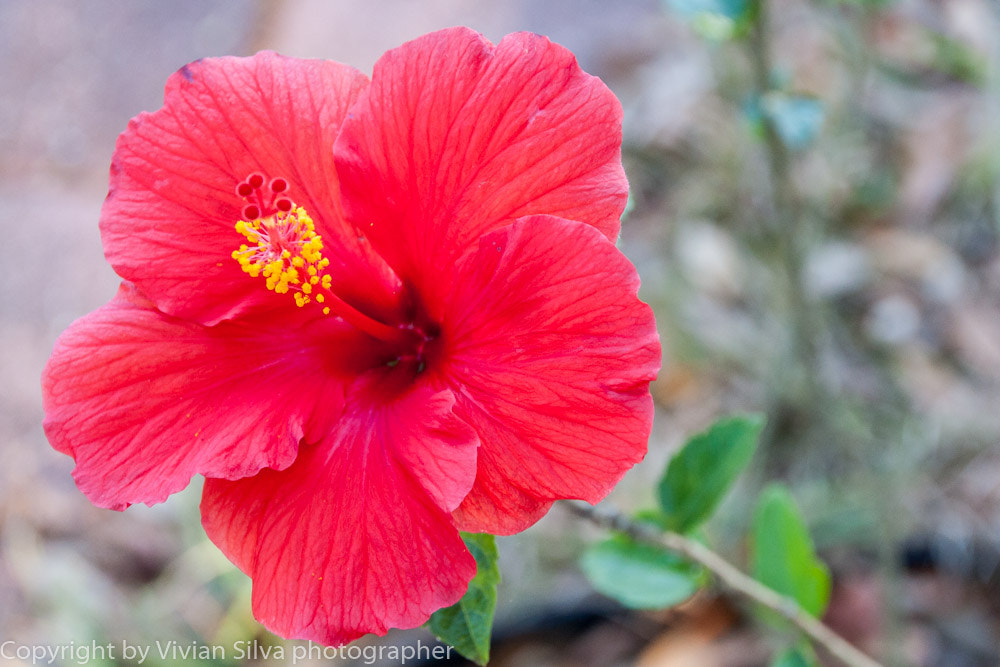 Canon EOS 40D + Tamron 18-270mm F3.5-6.3 Di II VC PZD sample photo. Hibiscus photography