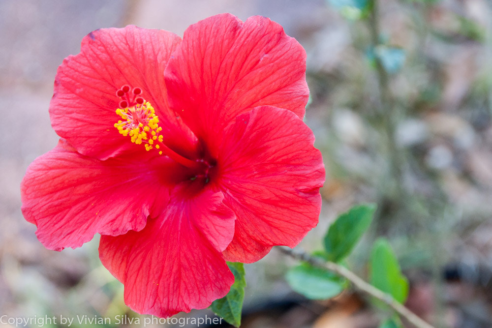 Canon EOS 40D sample photo. Hibiscus photography