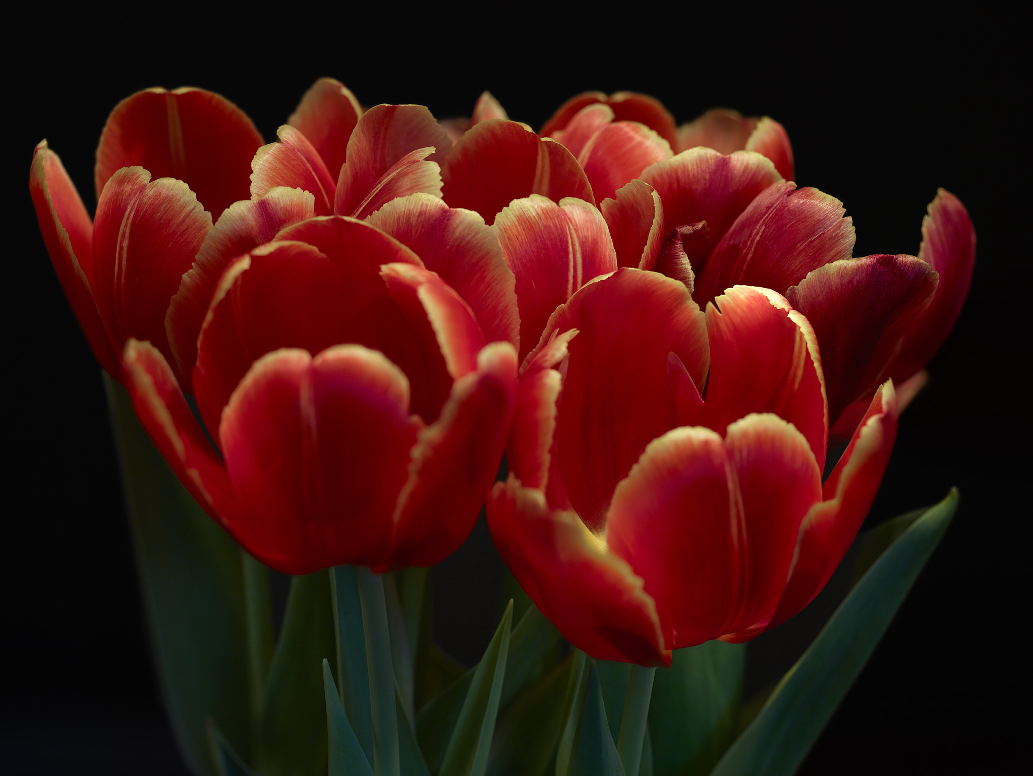 Phase One IQ3 80MP sample photo. Macrotulips photography