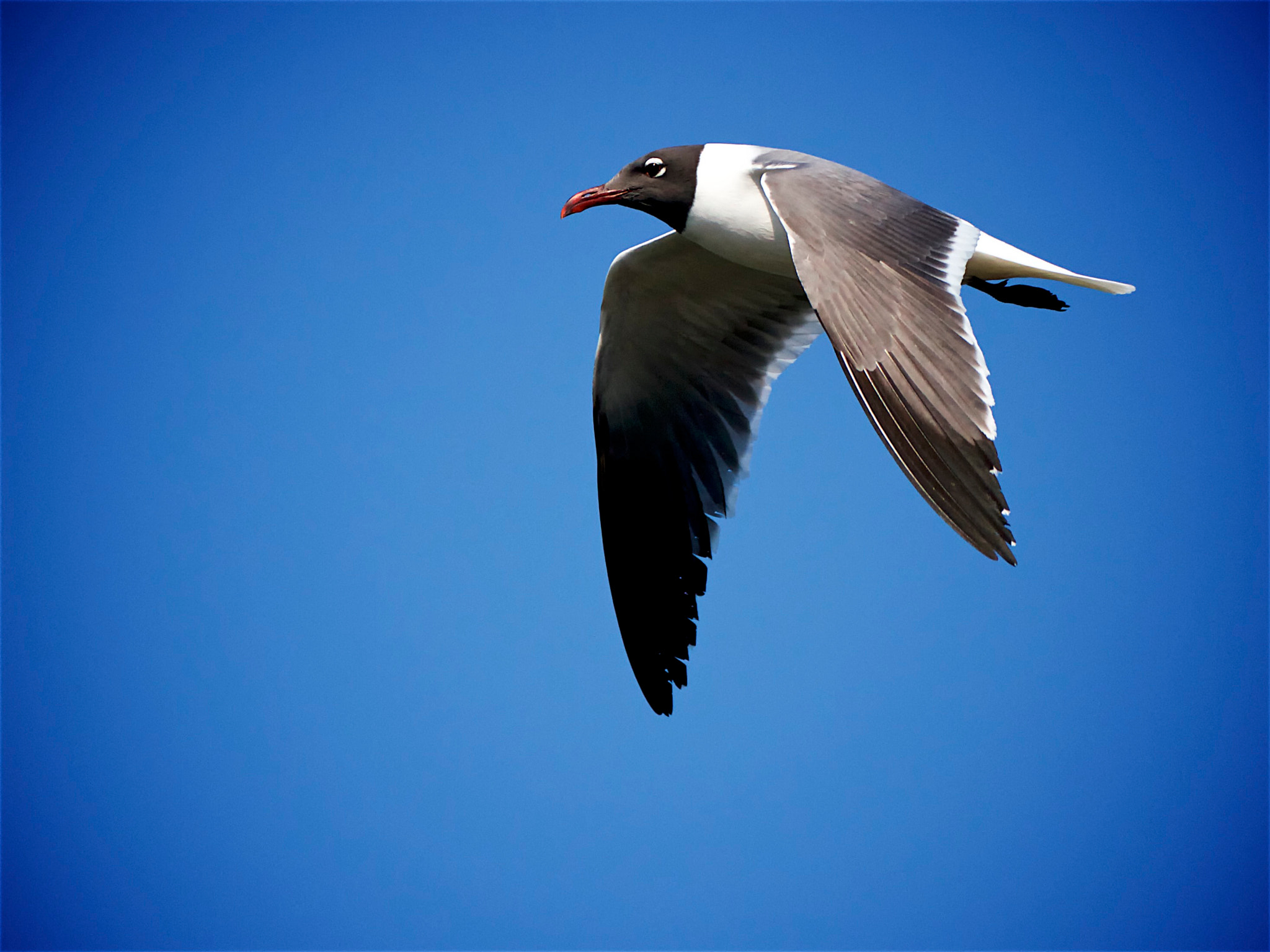 Canon EOS 7D + Canon EF 70-300mm F4-5.6L IS USM sample photo. Laughing gull photography