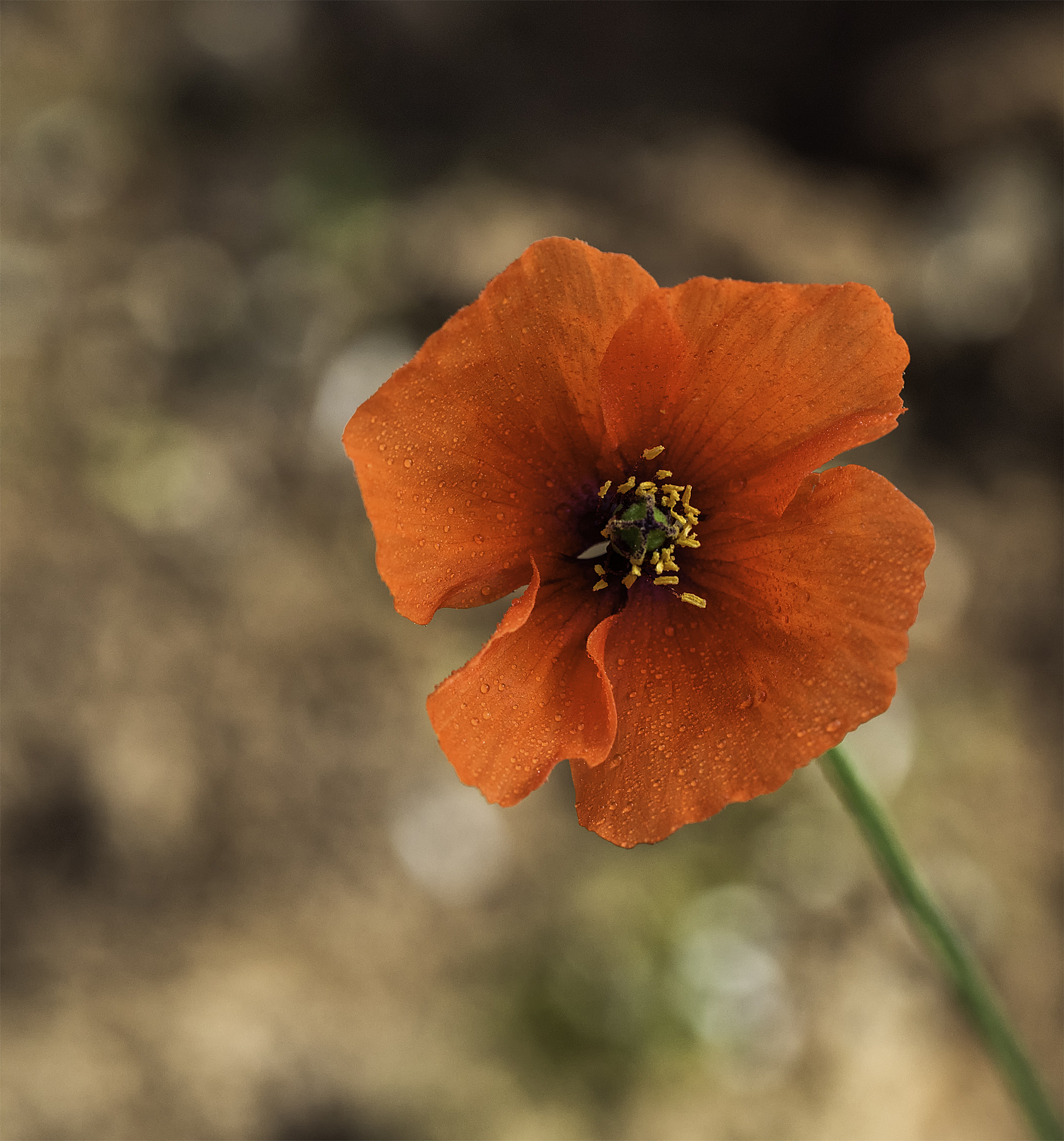 Olympus M.Zuiko Digital ED 60mm F2.8 Macro sample photo. Poppy photography