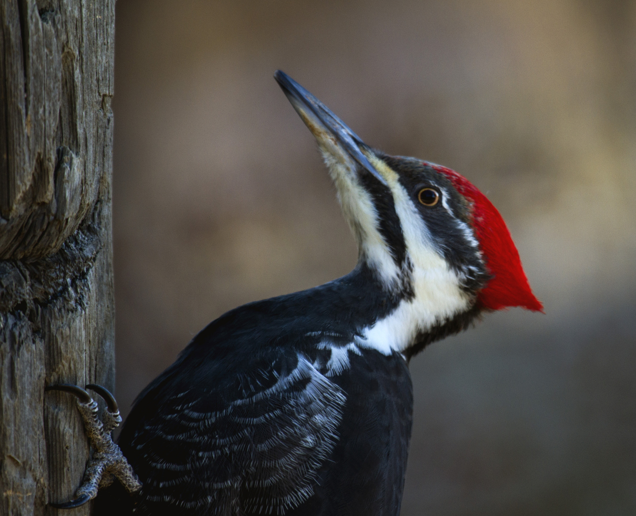 Canon EF 100-400mm F4.5-5.6L IS USM sample photo. Pileated woodpecker photography