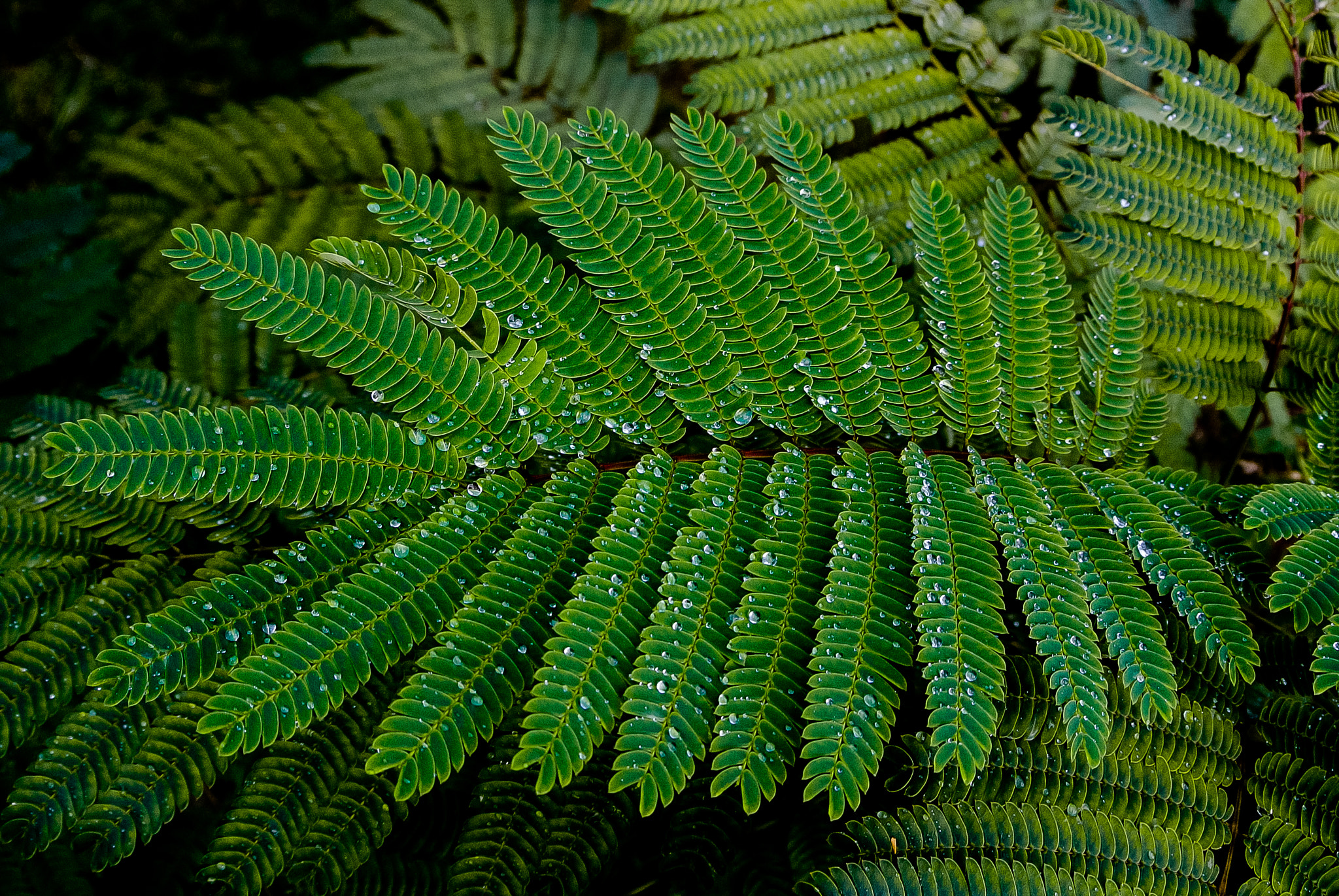 Nikon 1 V1 sample photo. Rain drops photography