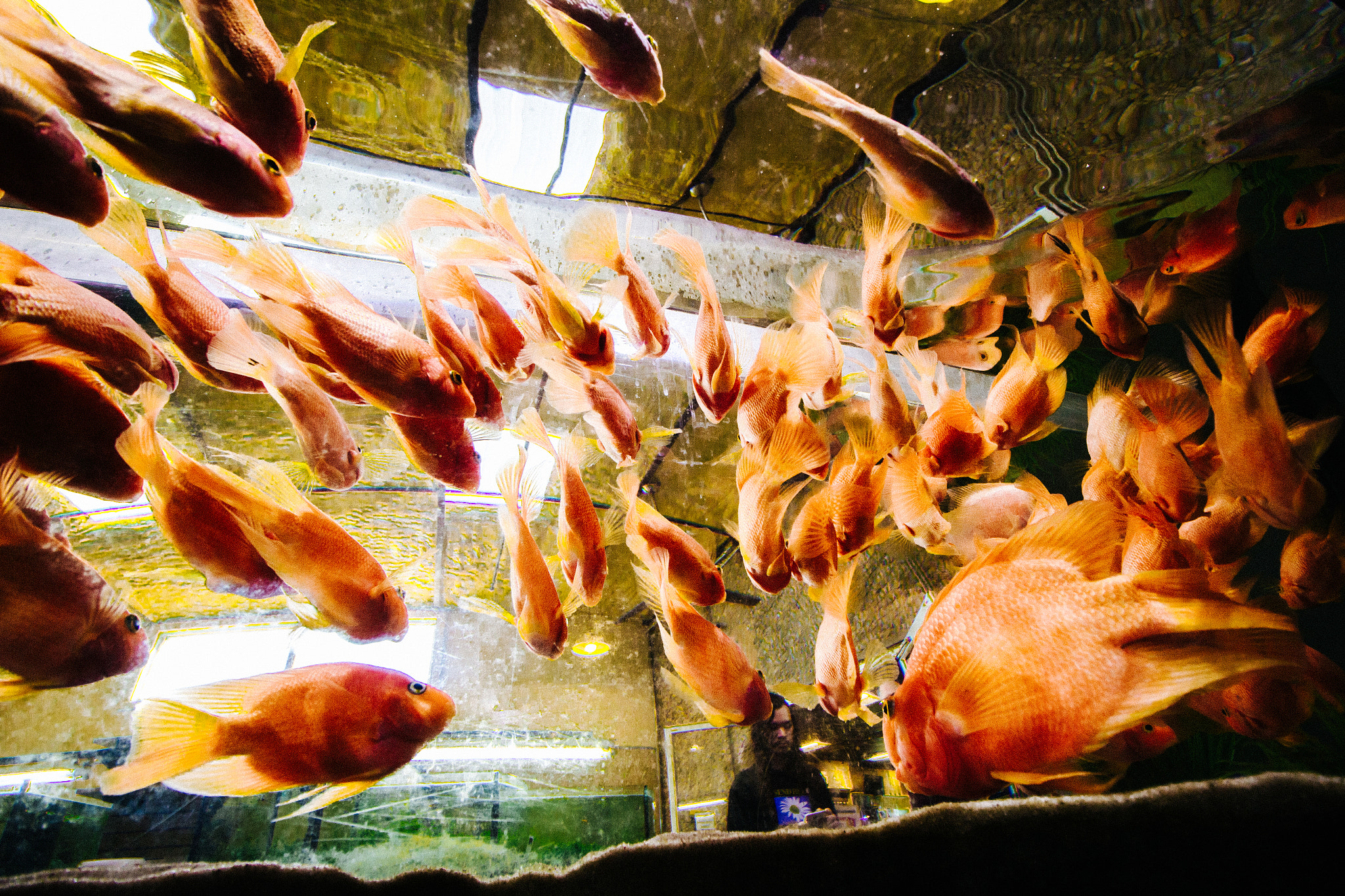 Canon EOS 60D sample photo. Fish. photography