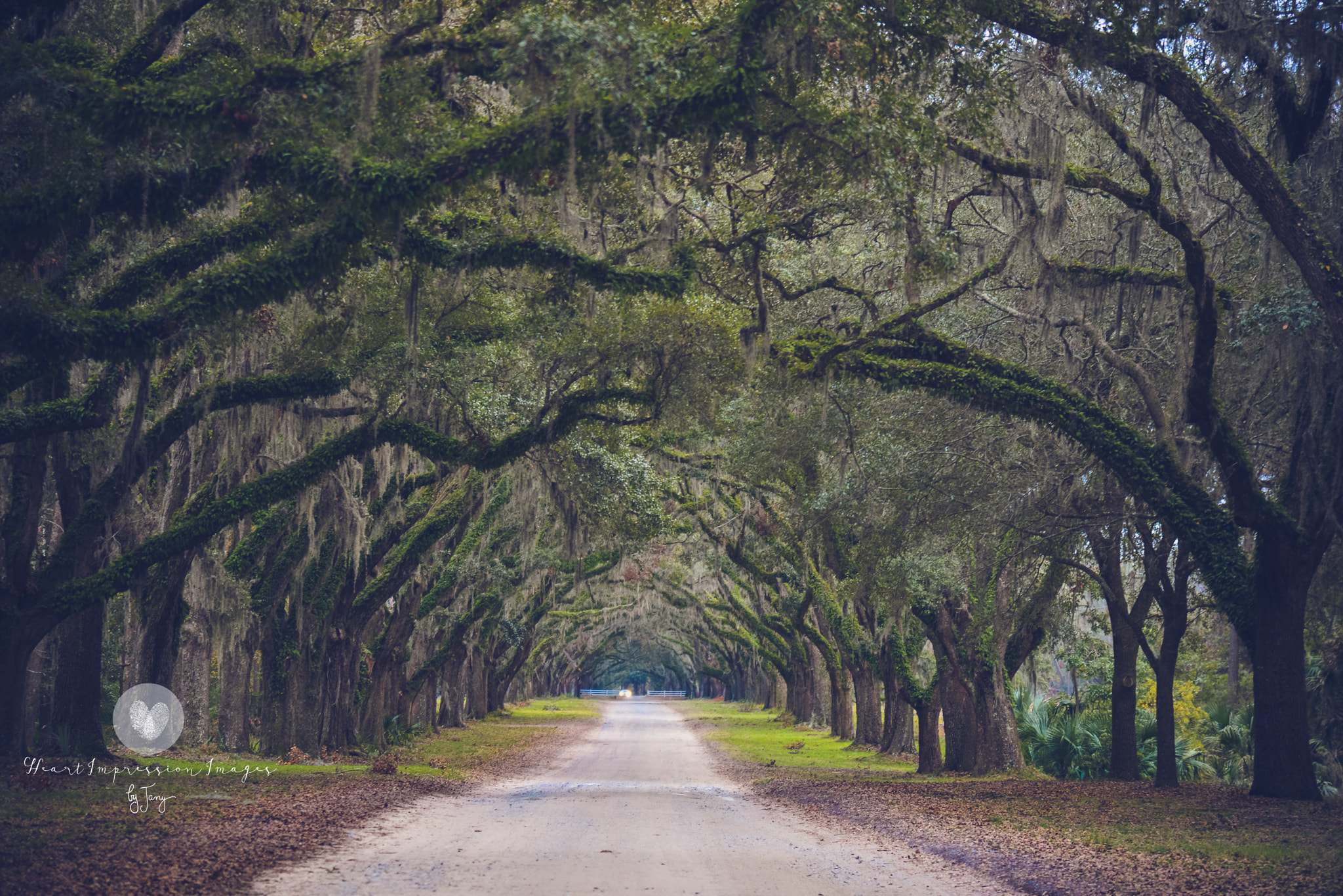 Nikon AF-S Nikkor 24-120mm F4G ED VR sample photo. Wormsloe ga (of ) photography