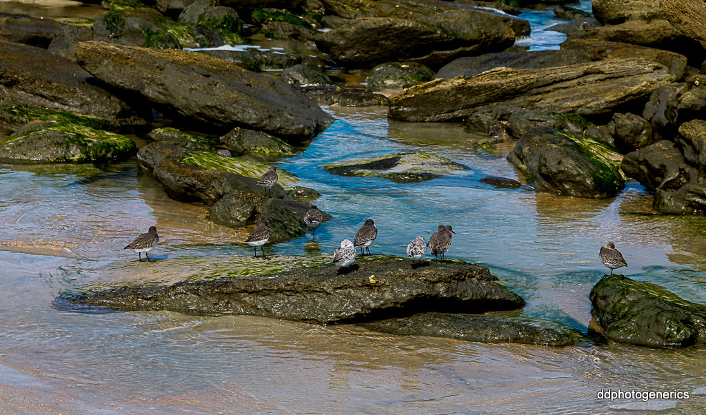 Canon EOS 1100D (EOS Rebel T3 / EOS Kiss X50) sample photo. Get together moment... photography