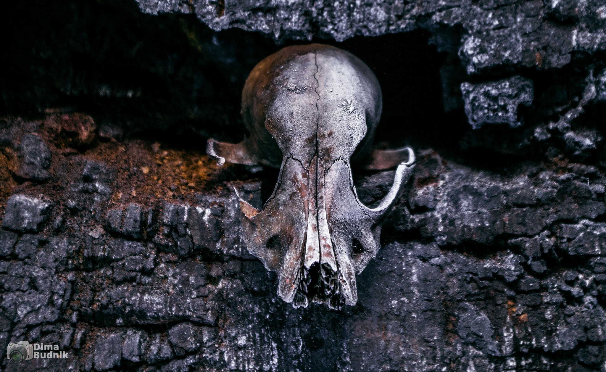 Pentax K-S2 sample photo. Animal skull photography