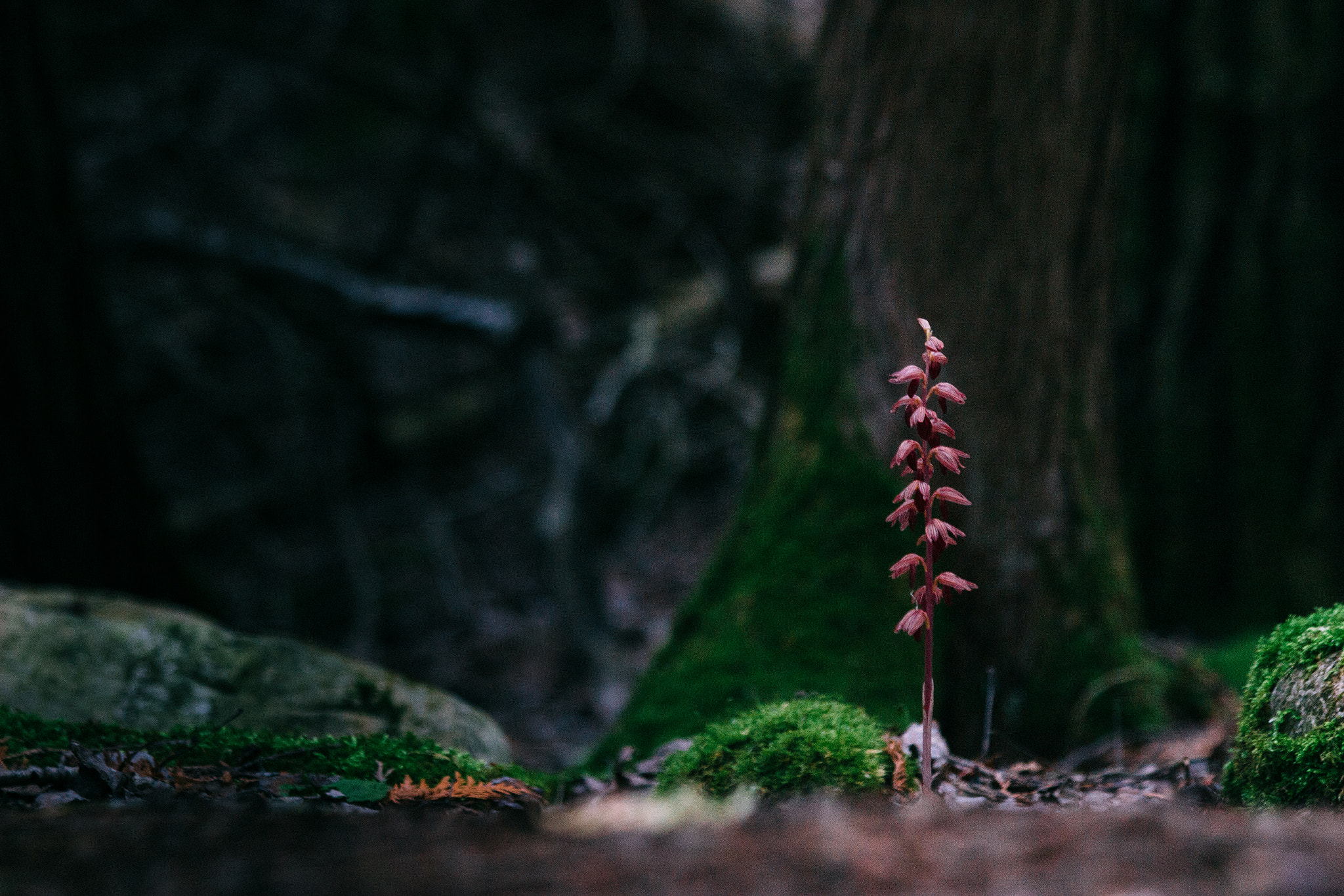 Canon EF 70-300mm F4-5.6 IS USM sample photo. Alaskan orchid on the forest floor photography
