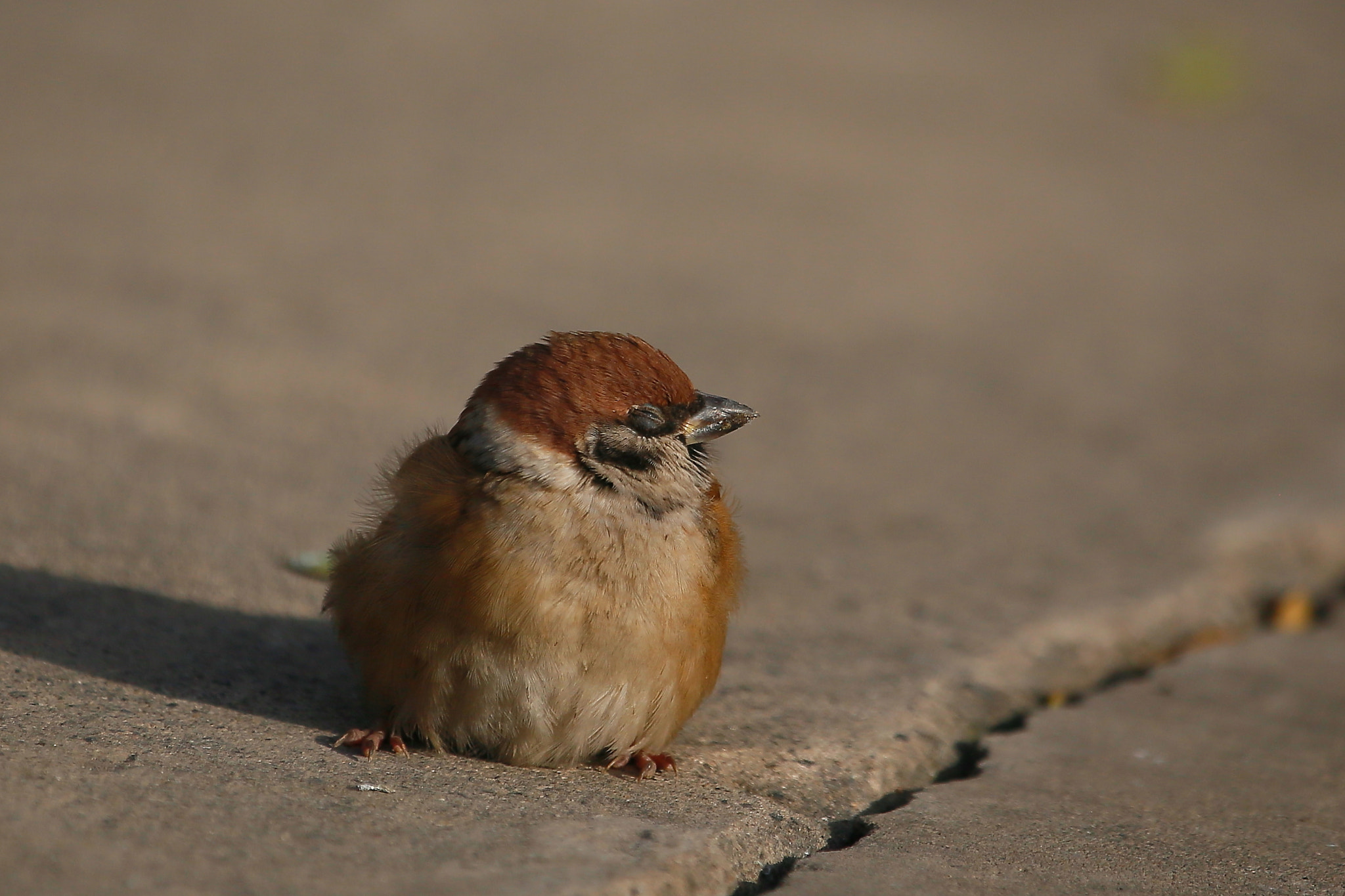 Canon EF 100-400mm F4.5-5.6L IS USM sample photo. 困了 photography