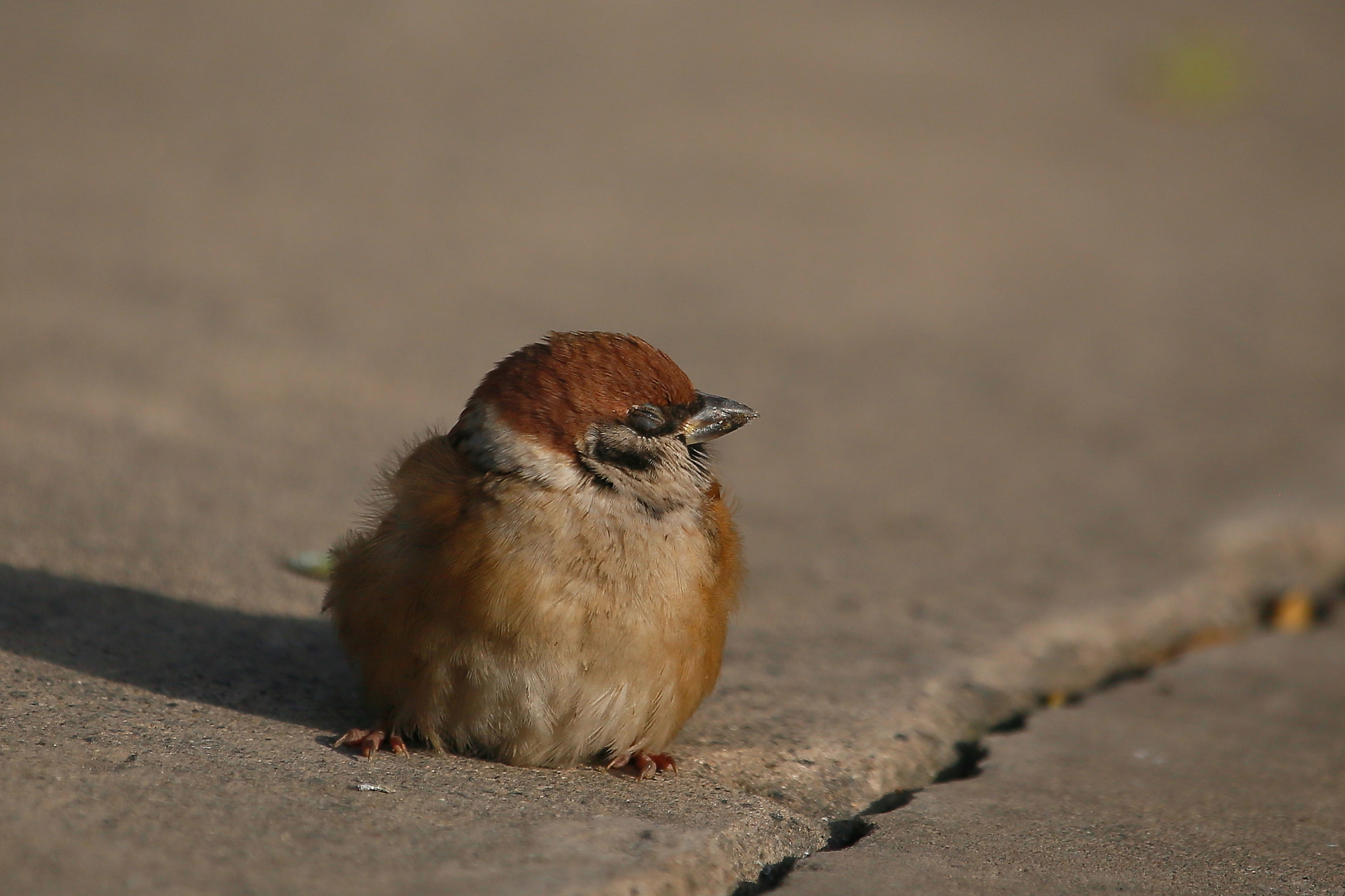 Canon EOS 6D + Canon EF 100-400mm F4.5-5.6L IS USM sample photo. 困了 photography