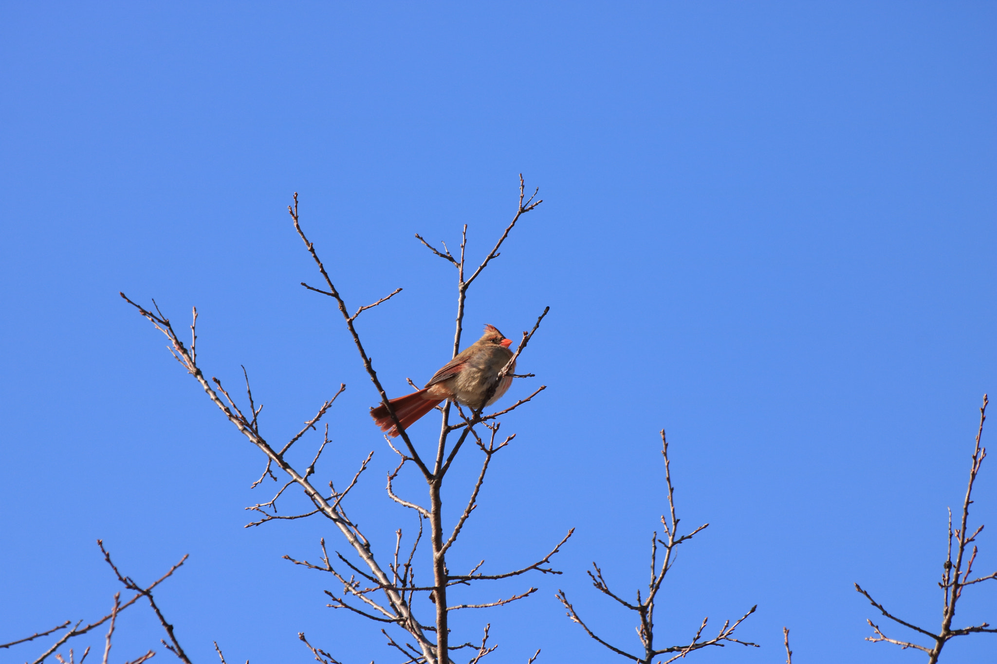 Canon EF 70-300mm F4-5.6 IS USM sample photo