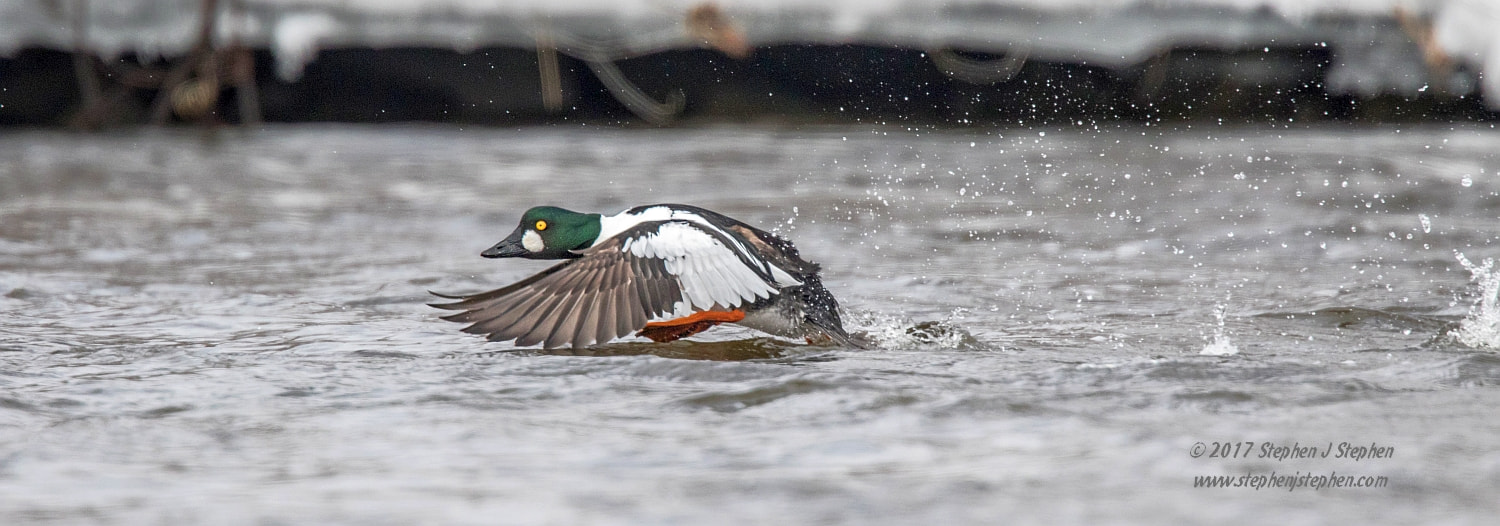 Canon EOS 7D Mark II + Canon EF 500mm F4L IS USM sample photo. "on the run!" photography