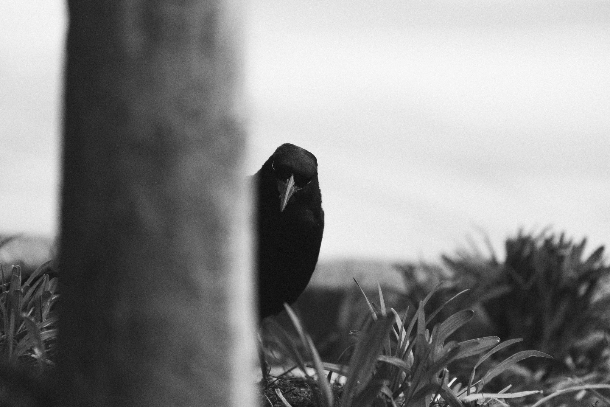 Canon EF 75-300mm f/4-5.6 USM sample photo