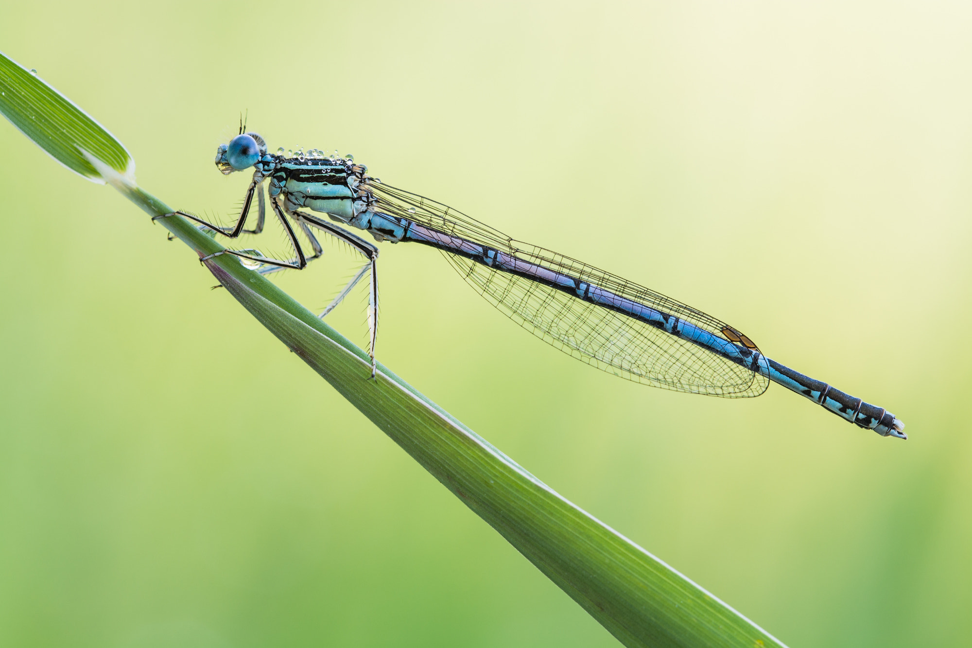 Sigma 105mm F2.8 EX DG OS HSM sample photo. Platycnemis pennipes photography
