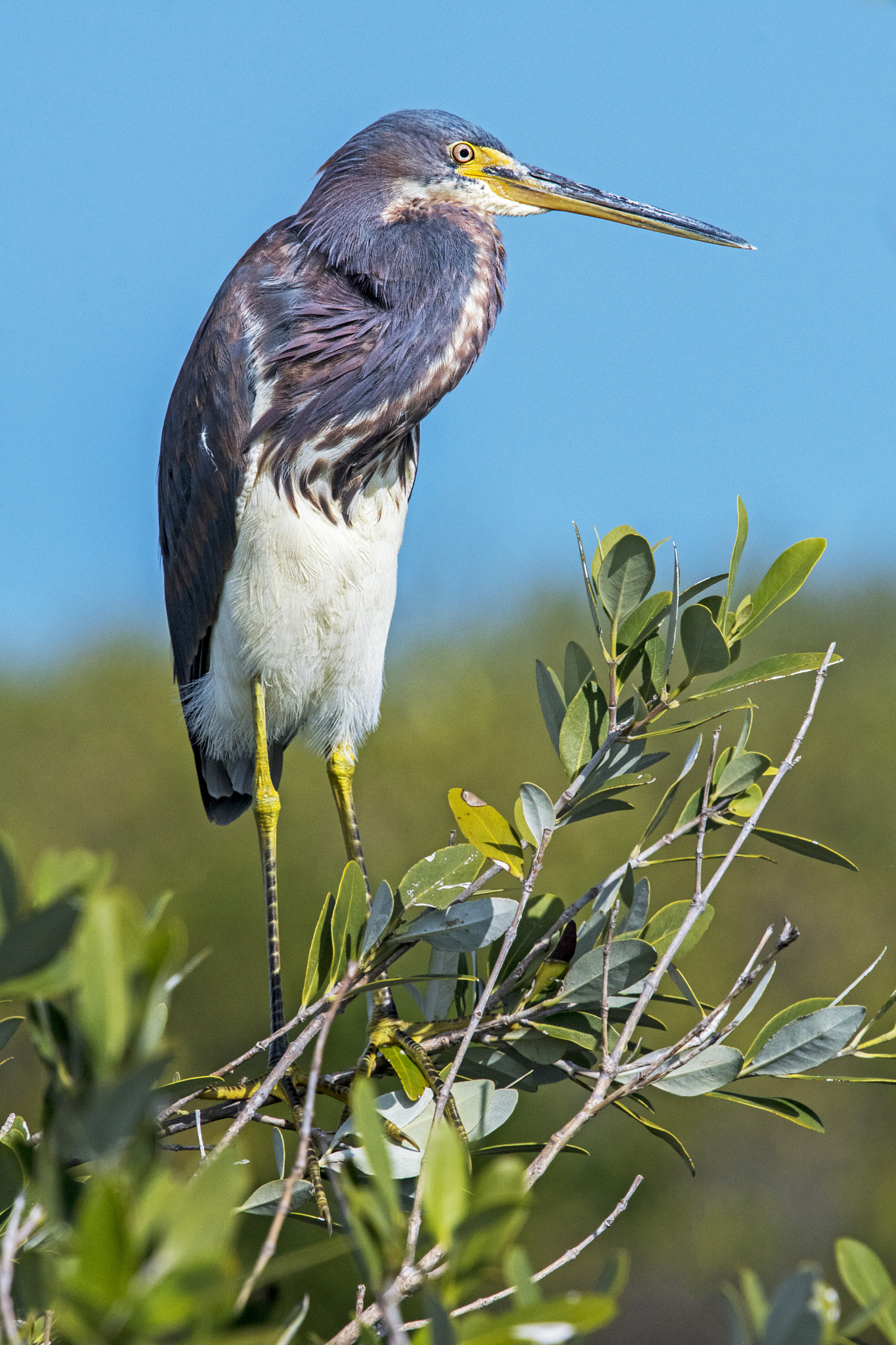Nikon Nikkor AF-S 300mm F4E PF ED VR sample photo. Tricolored heron photography