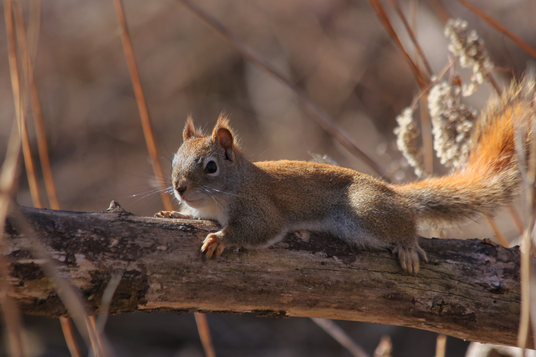 Canon EF 70-300mm F4-5.6 IS USM sample photo