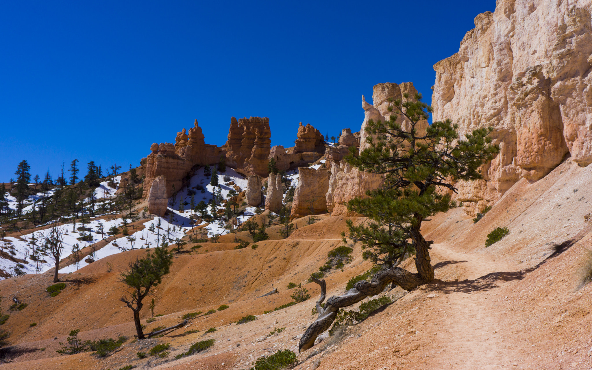 Sony Alpha NEX-7 + Sony E 18-55mm F3.5-5.6 OSS sample photo. Lone tree on fairyland 8 mile loop in bryce canyon national park photography