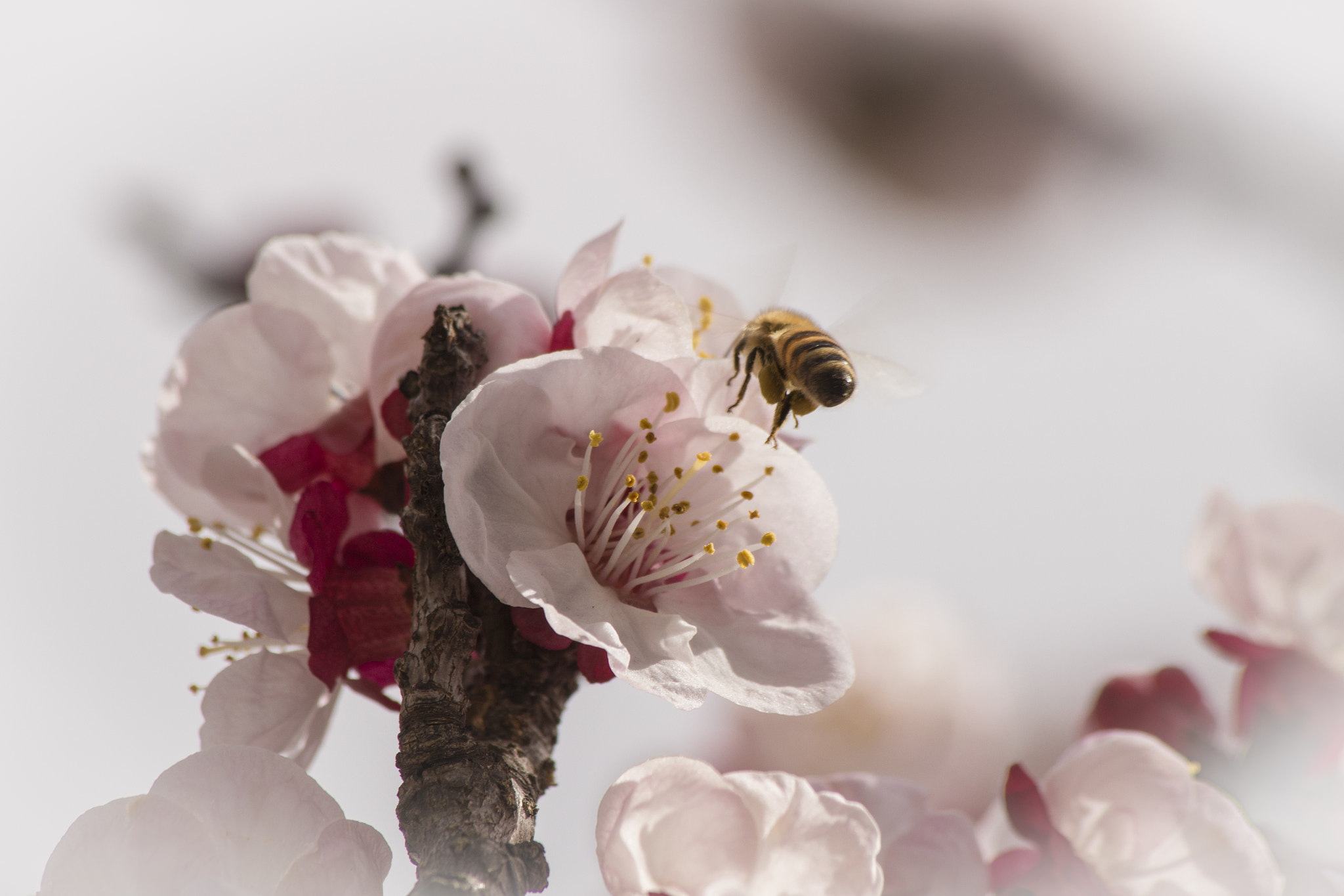 Canon EF 70-300mm F4-5.6 IS USM sample photo. Bee photography